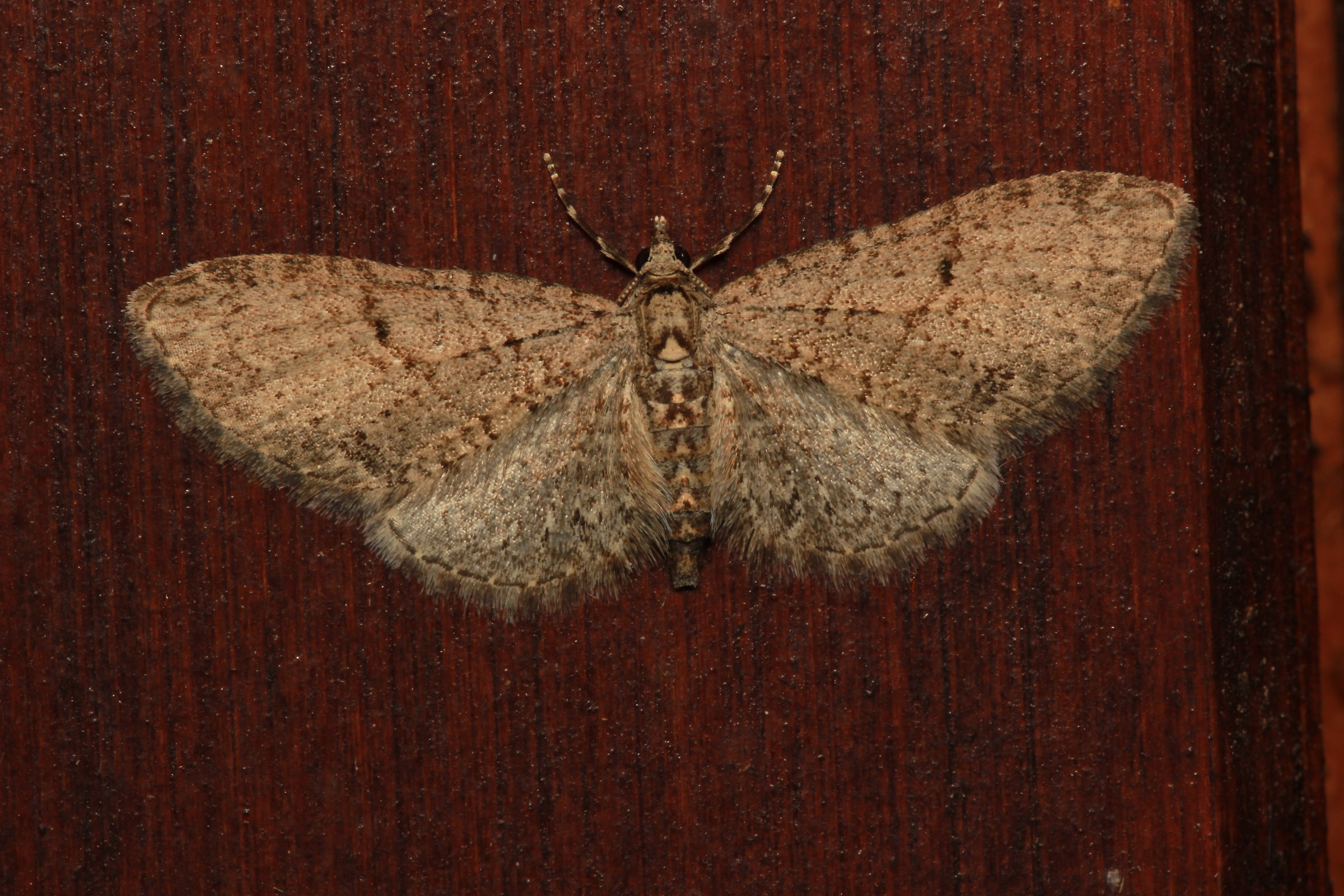 Eupithecia lentiscata mabille, 1869- Geometridae