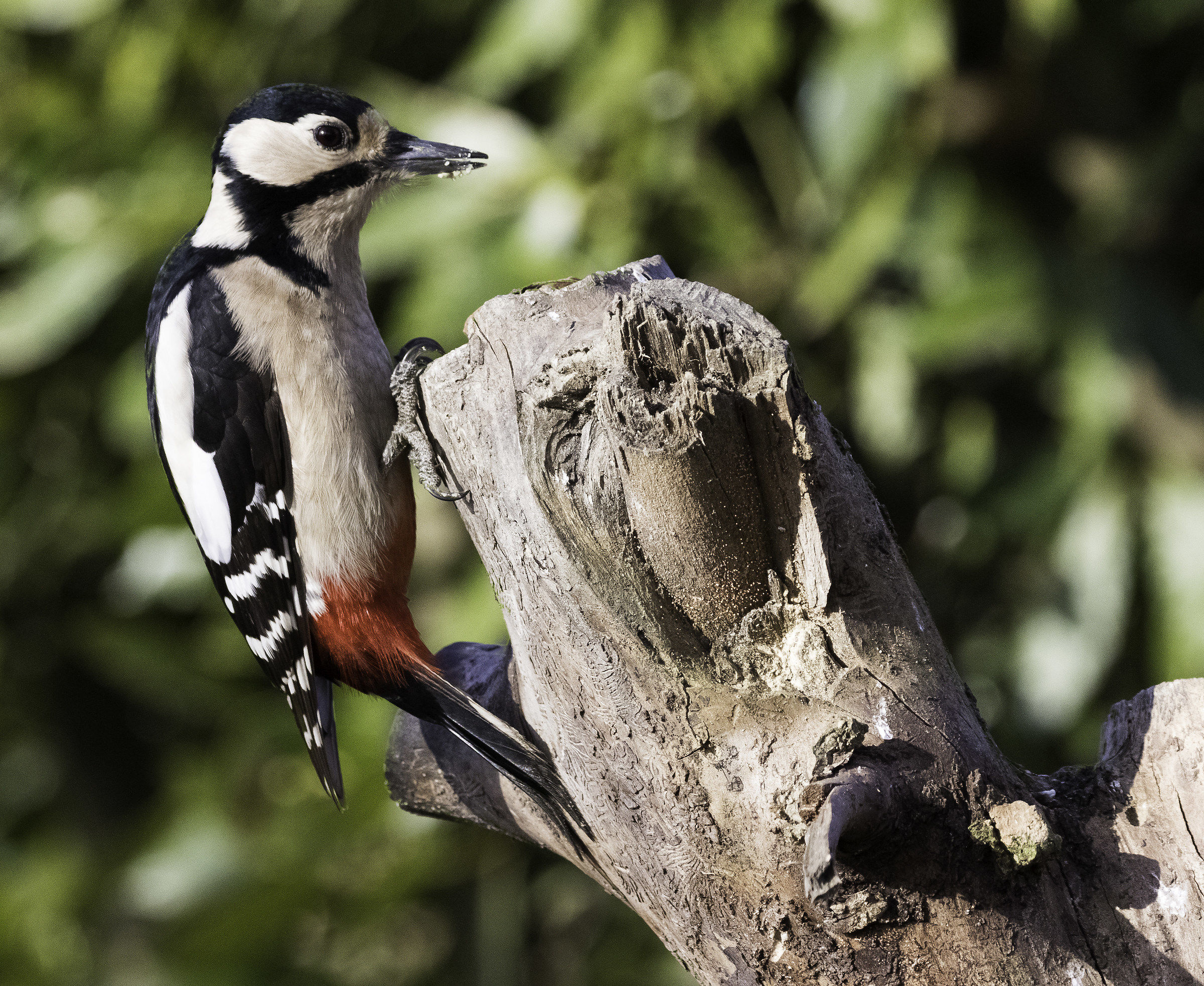 Spotted Woodpecker