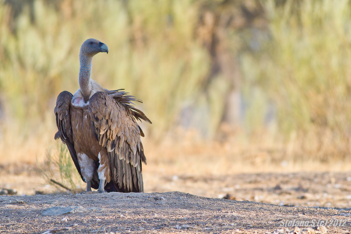 Grifone alle prime luci del giorno 2