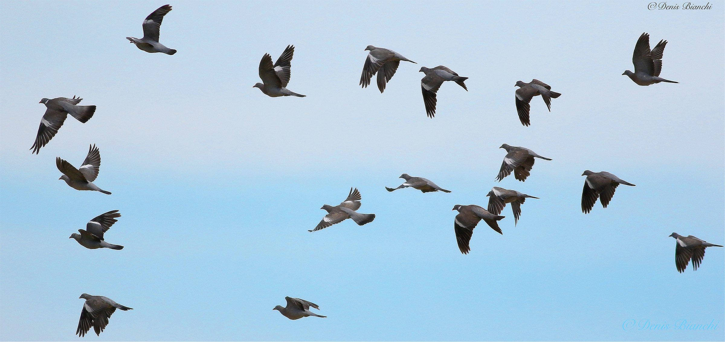 Stormo colombacci in migrazione