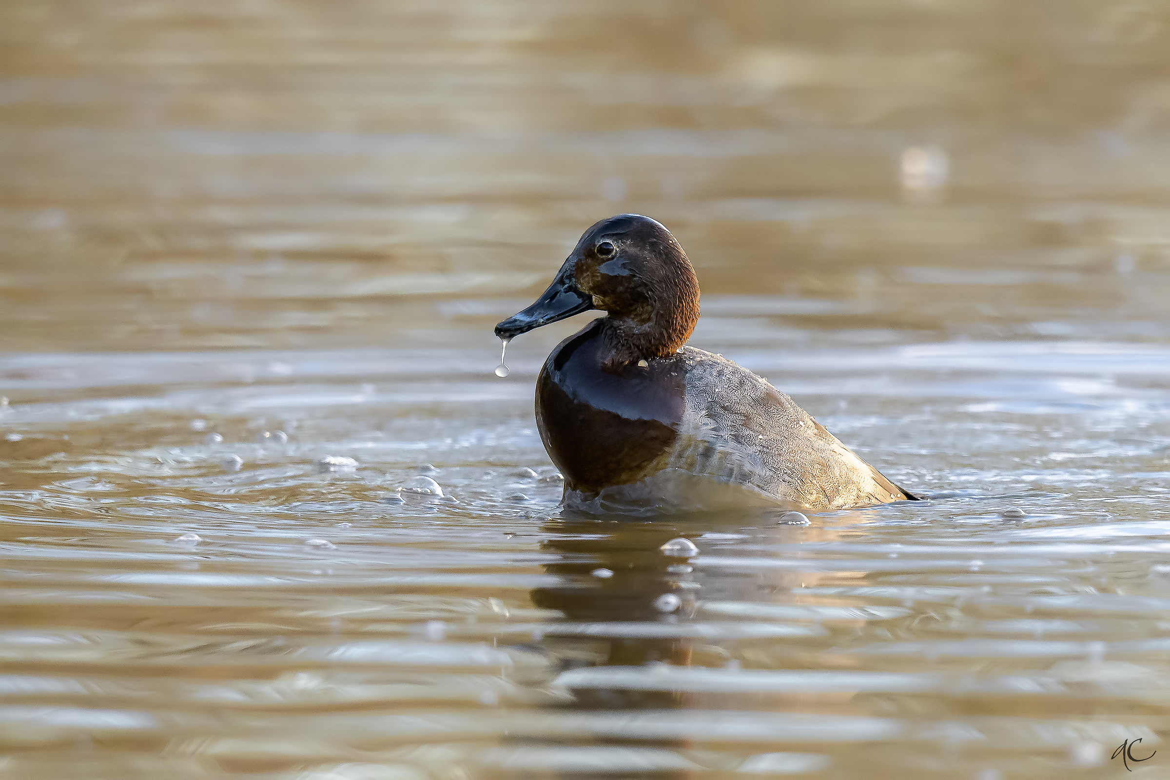 widgeon