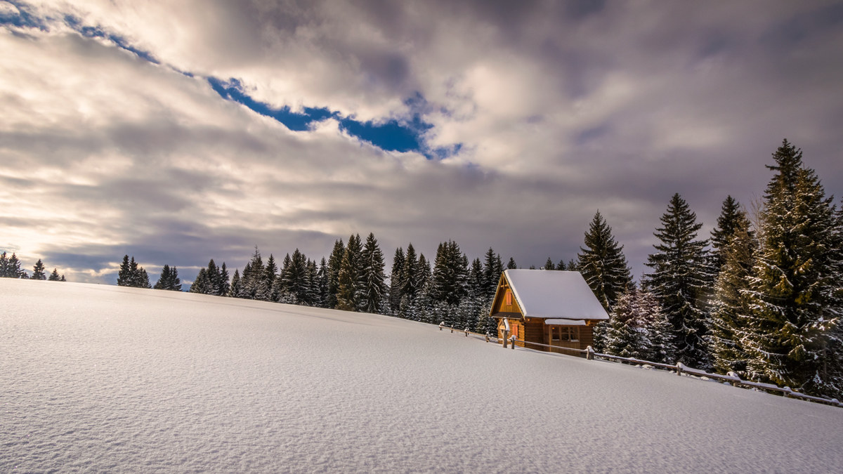 On the edge of forest