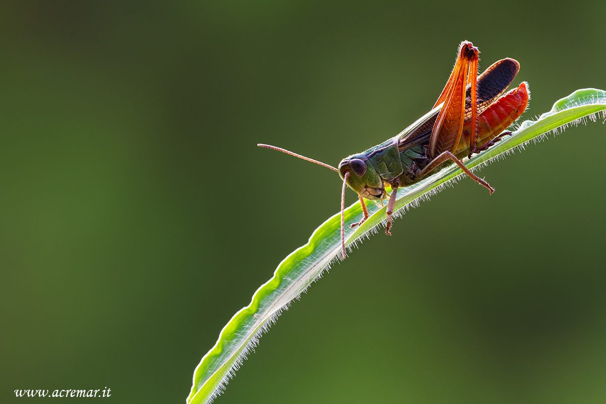 Stenobothrus lineatus