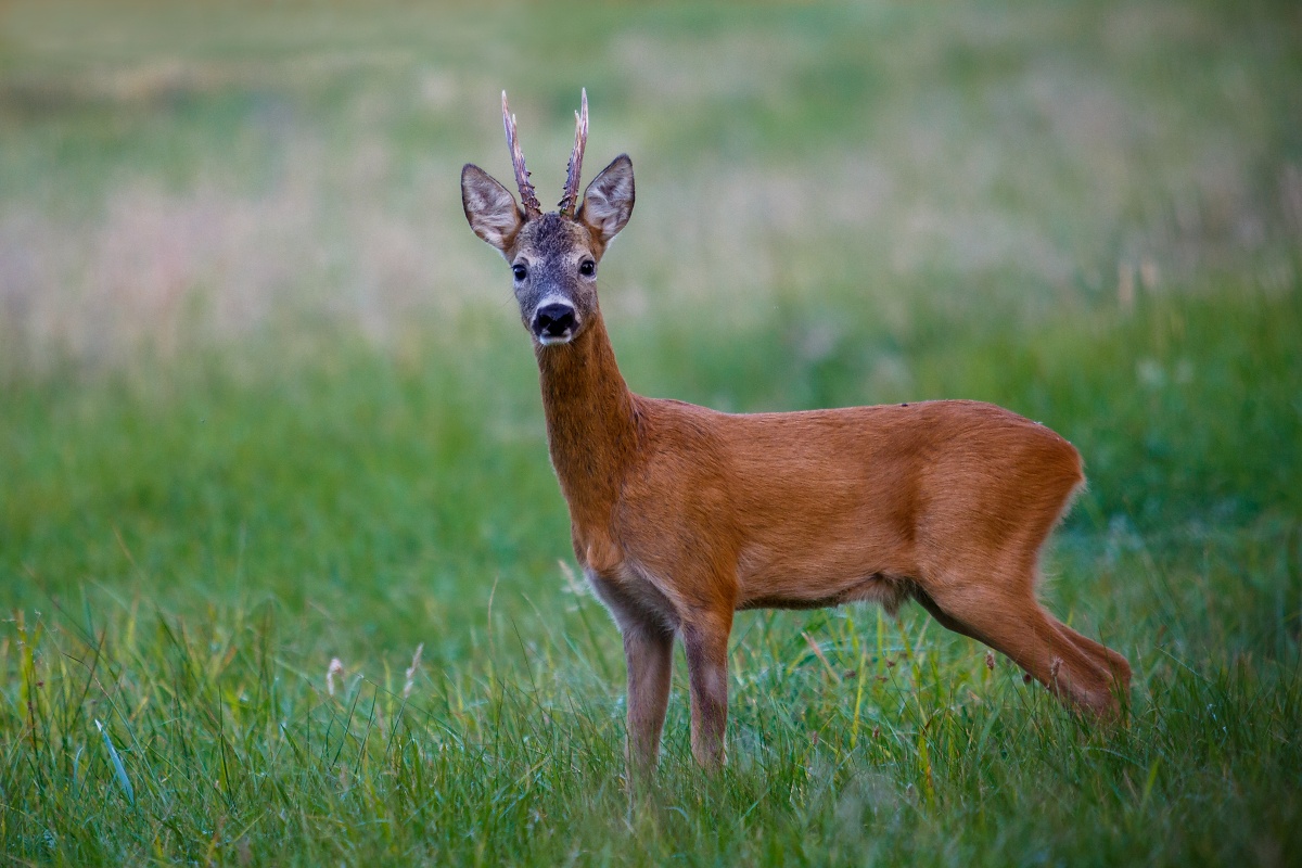 Capriolo carreggiata