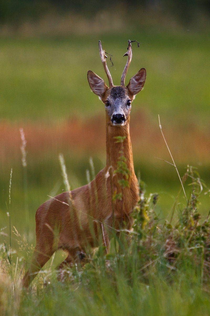 Capriolo carreggiata