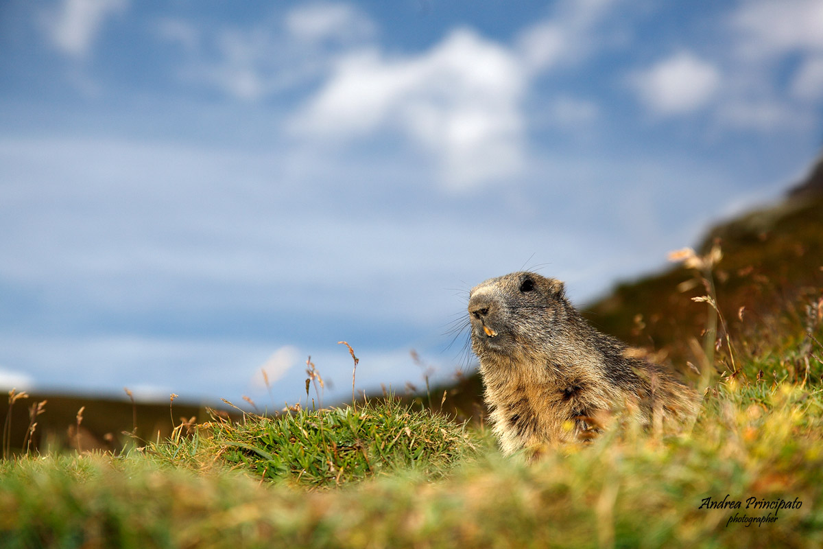 Marmotta