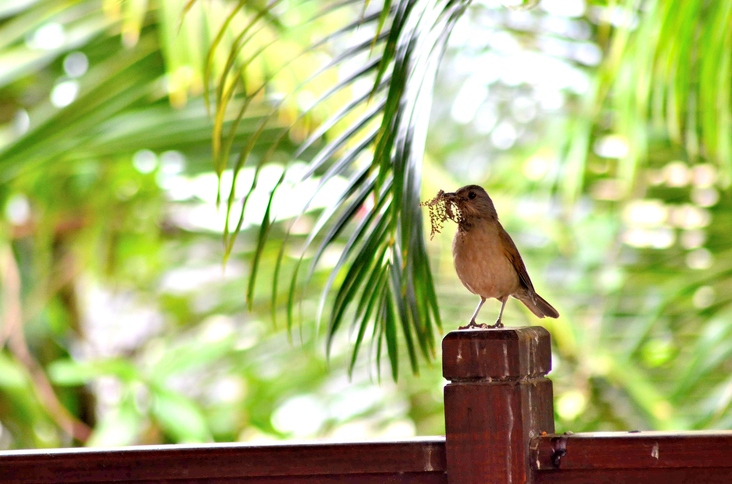 Un tordo raccolta di roba per la nidificazione