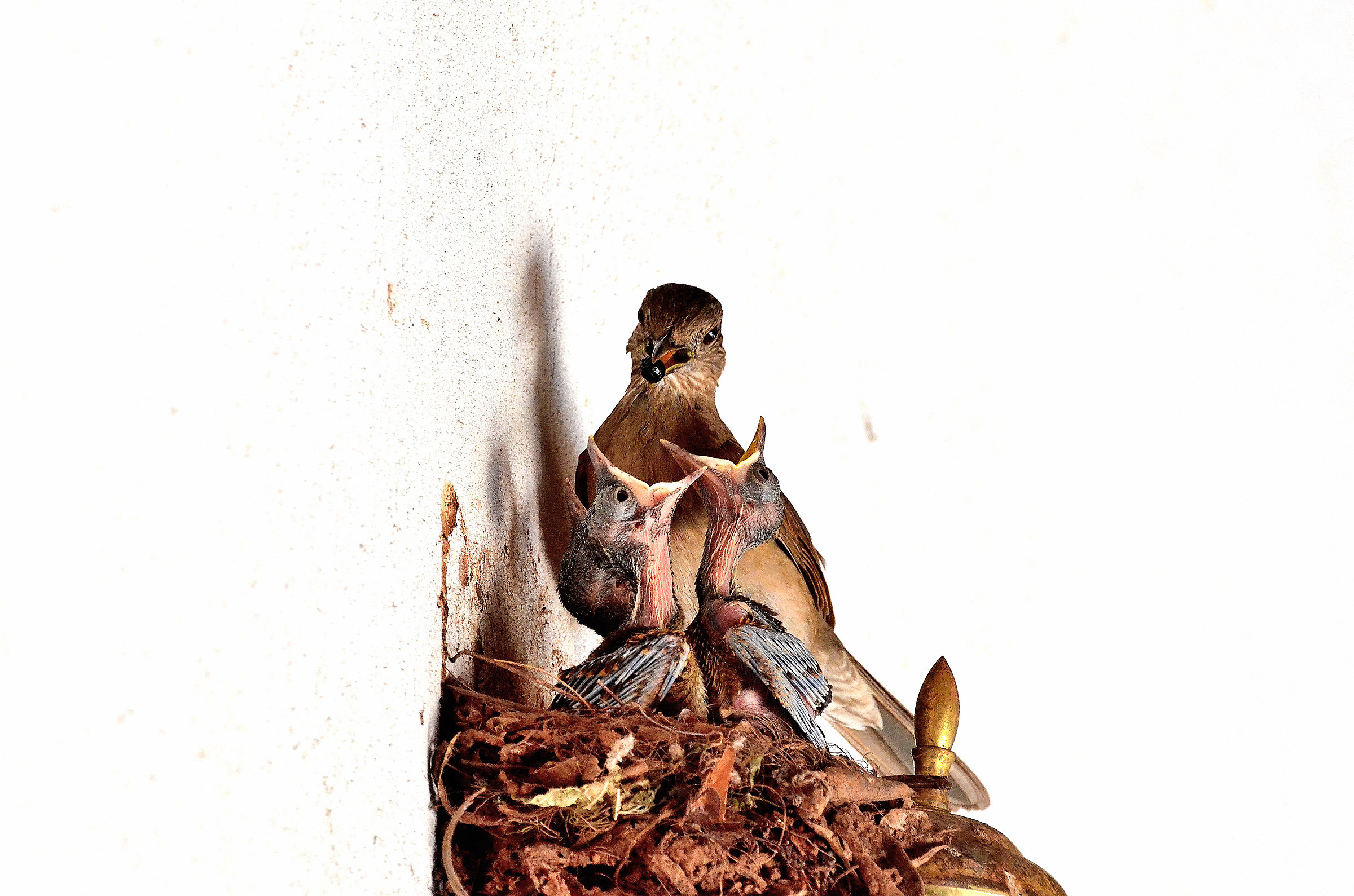 Nutrire i tordi appena nati