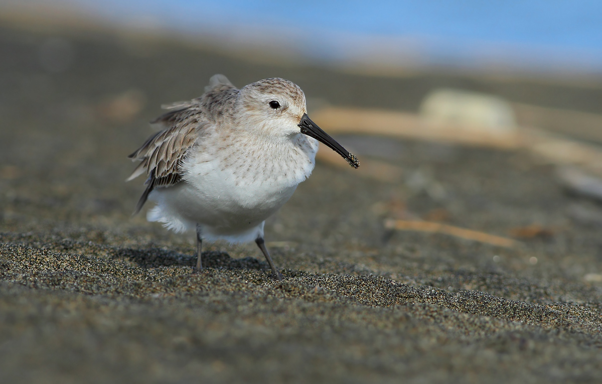 dunlin