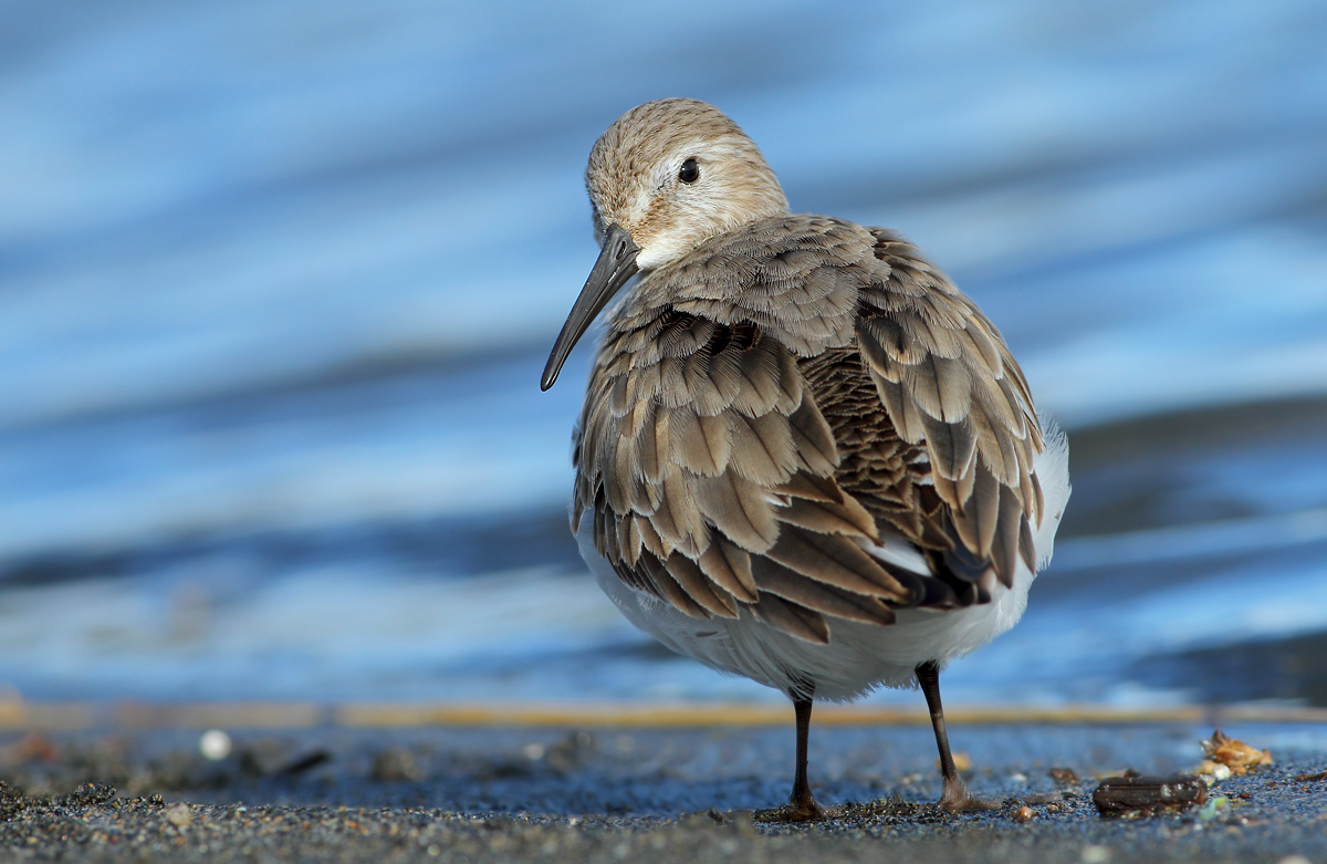 dunlin