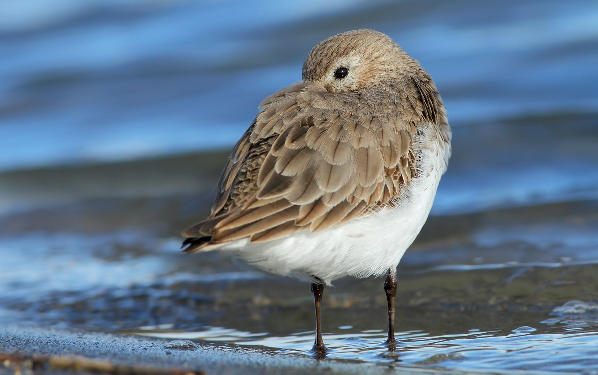 dunlin