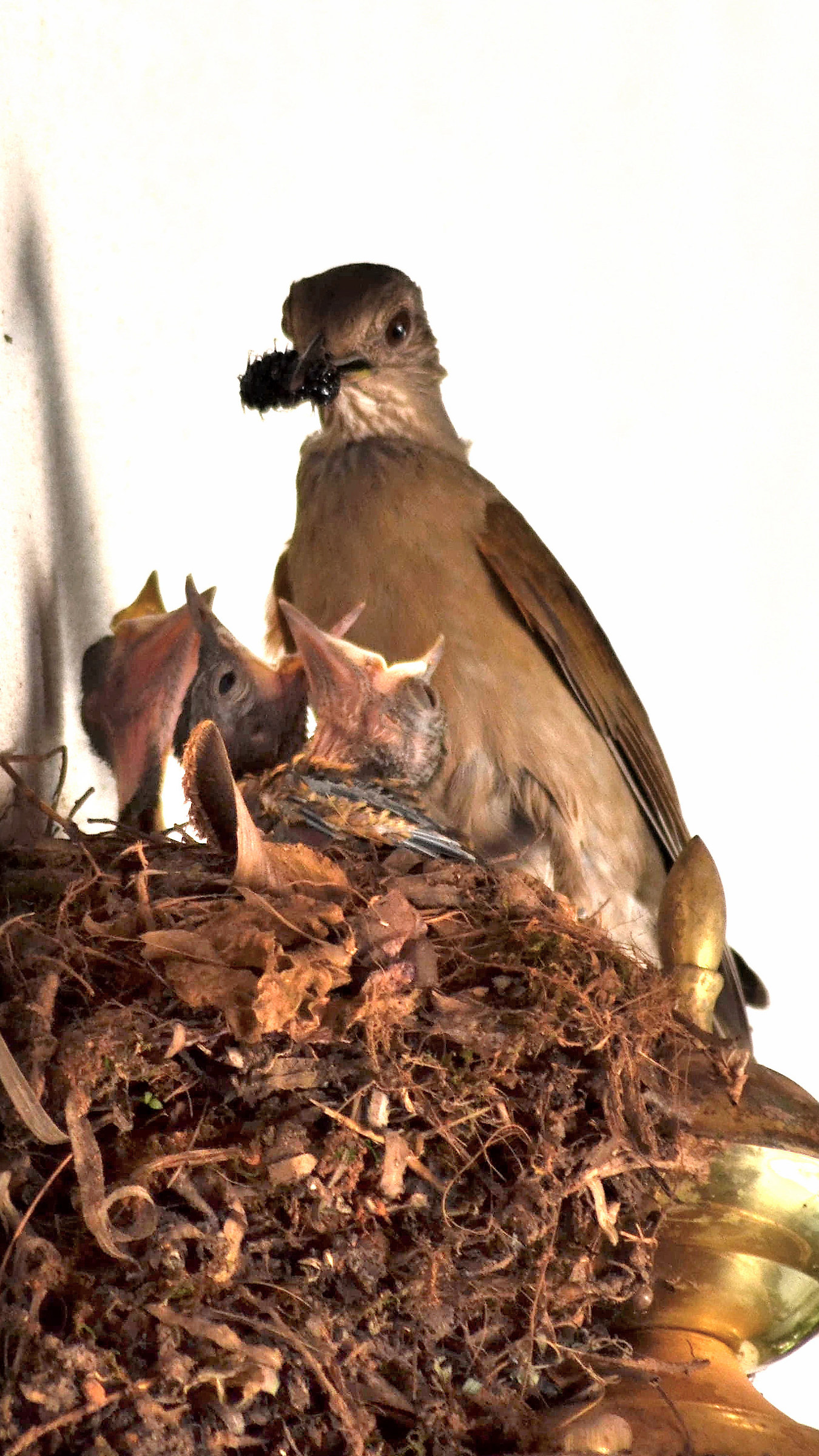One of the thrushes brings a mulberry