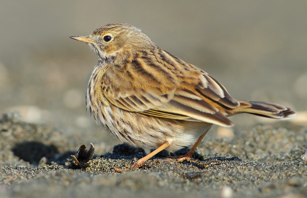 pipit