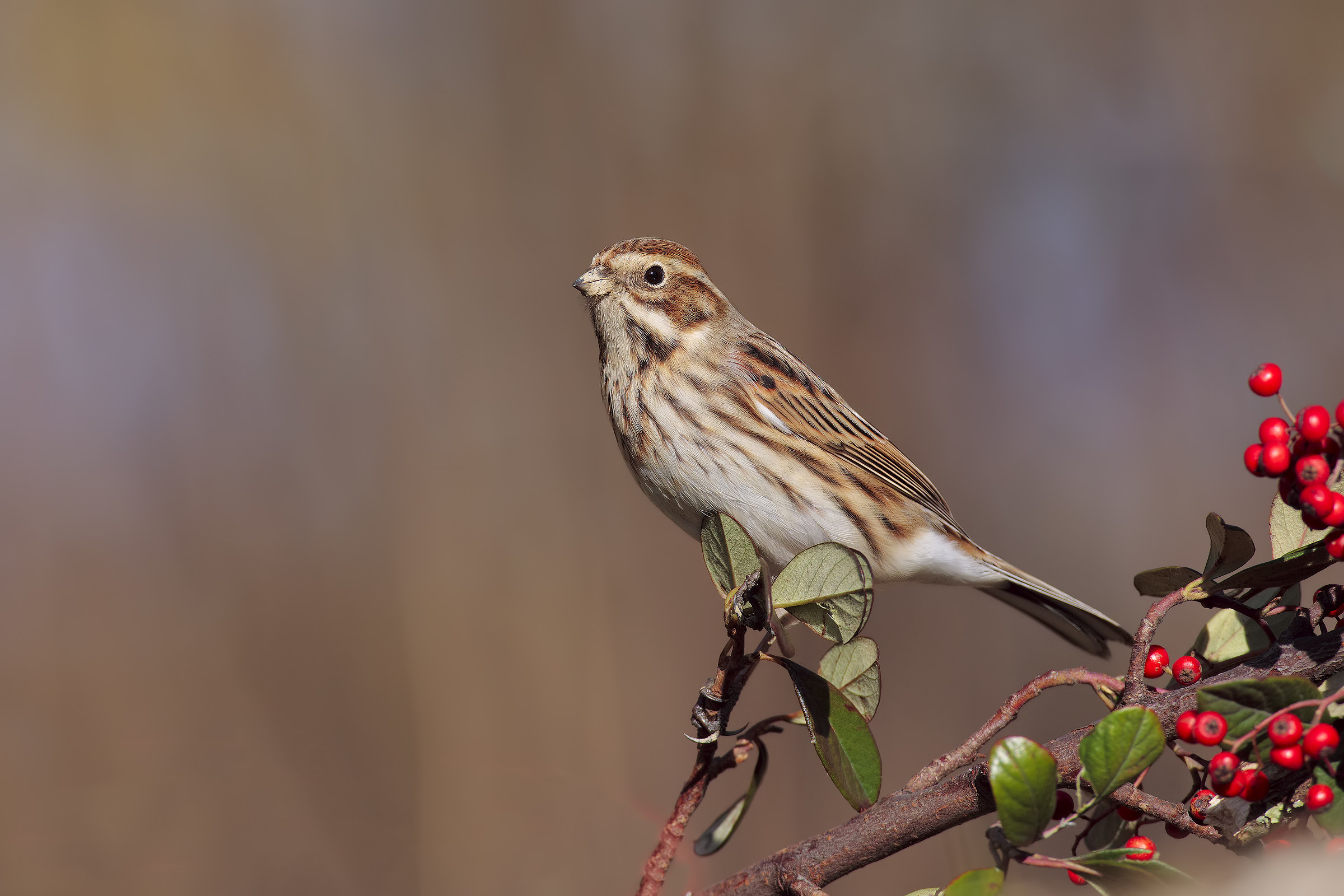 Other new arrivals .... 2