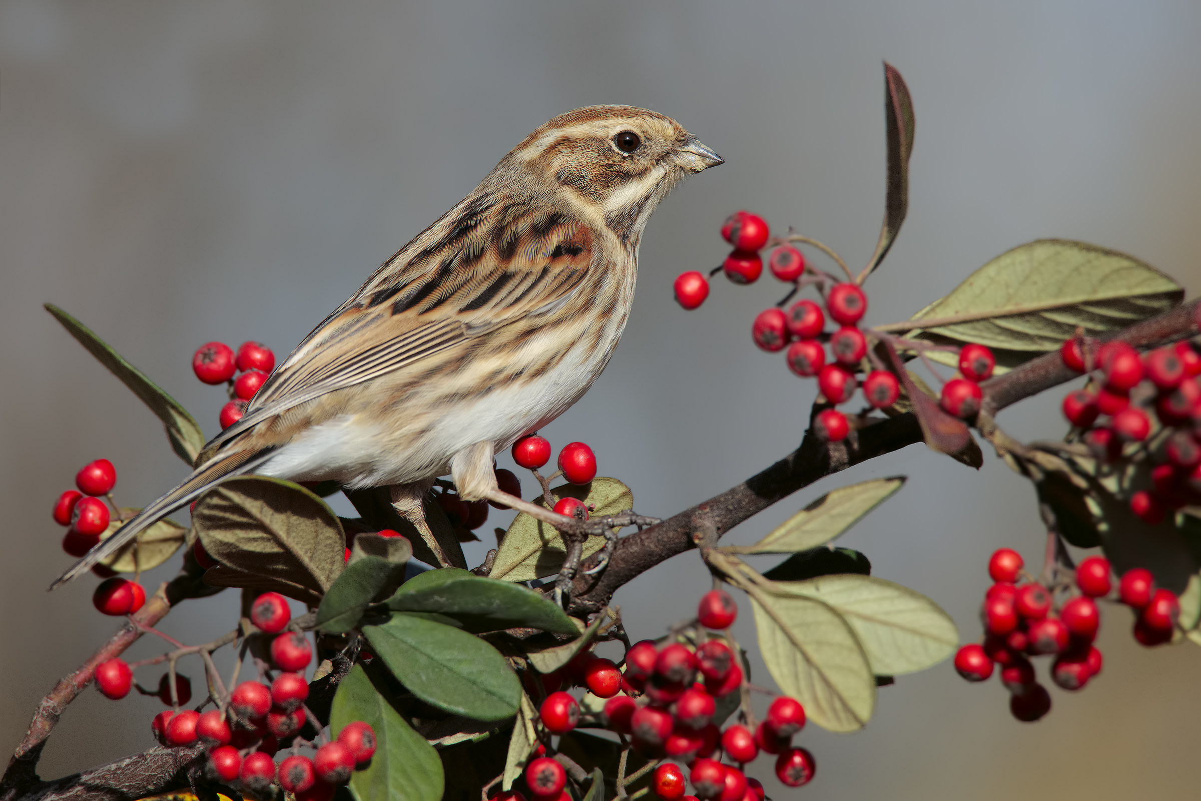 altri nuovi arrivi....4