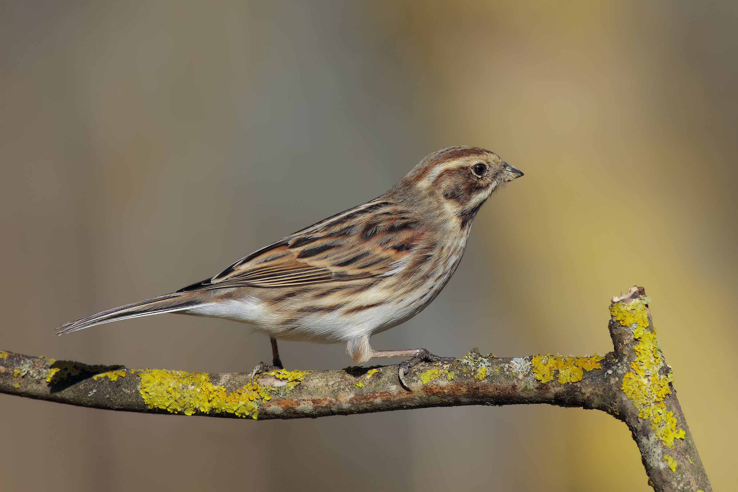 altri nuovi arrivi...3