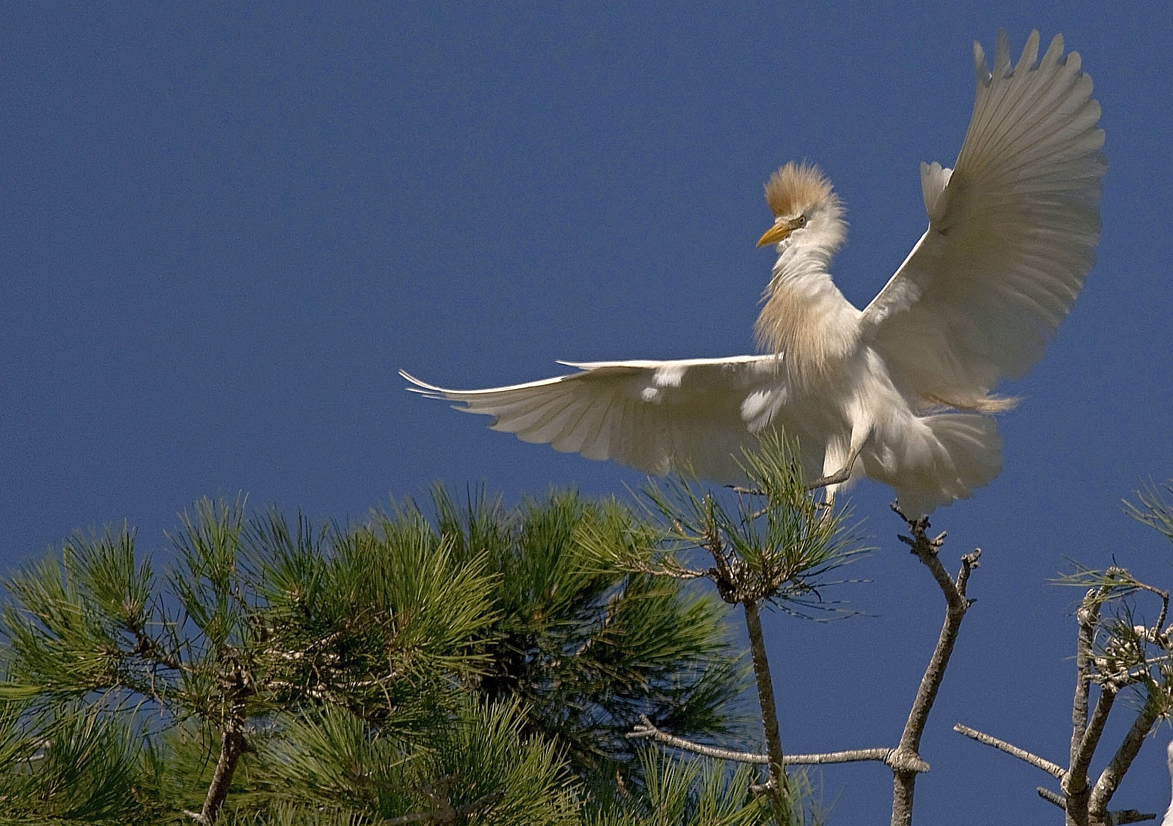 Cattle Egret