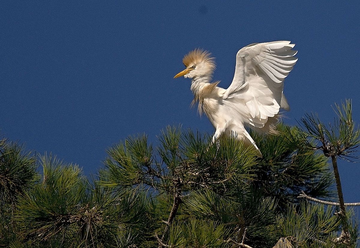 Cattle Egret