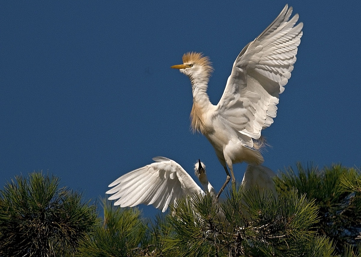 Cattle Egret