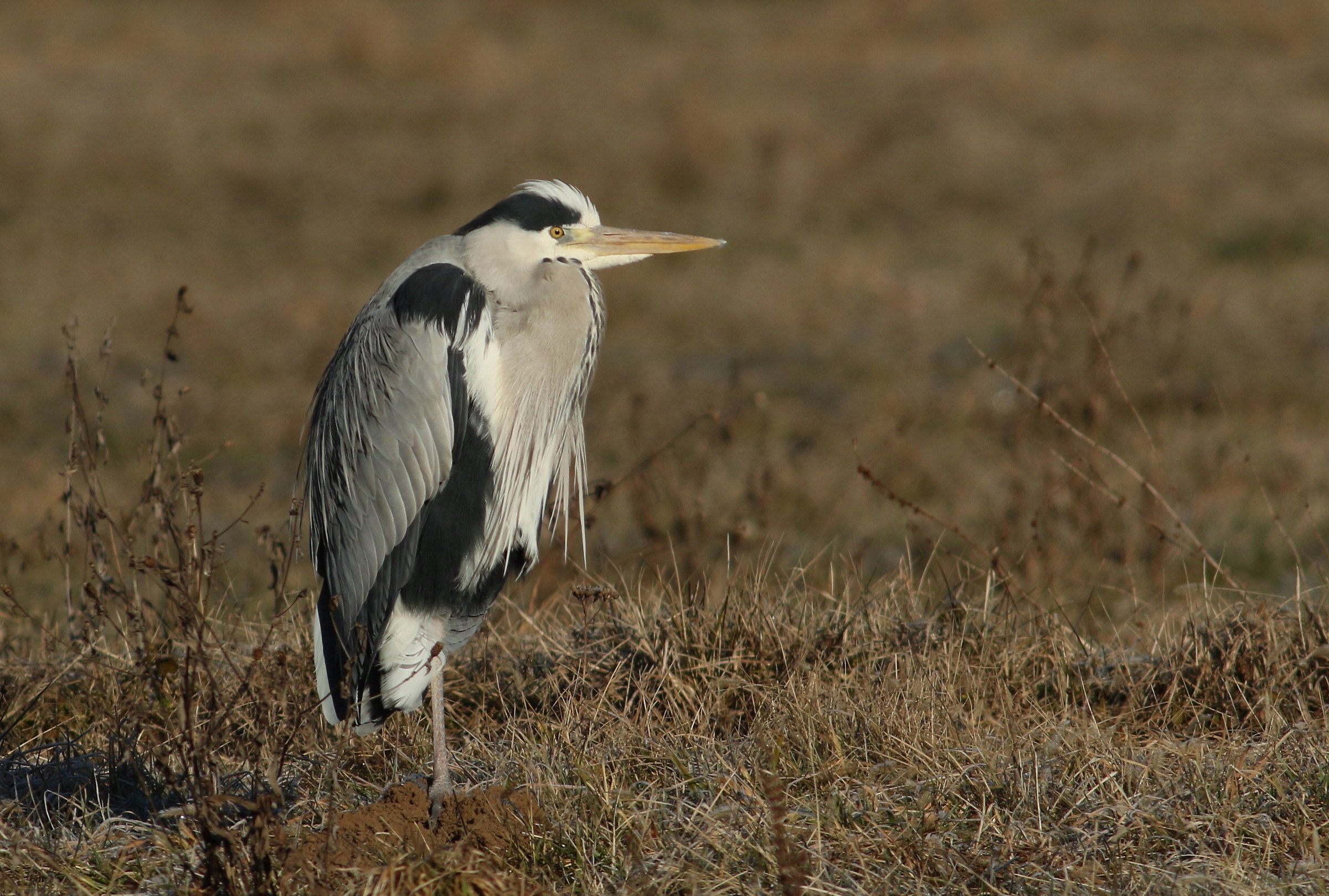 gray heron