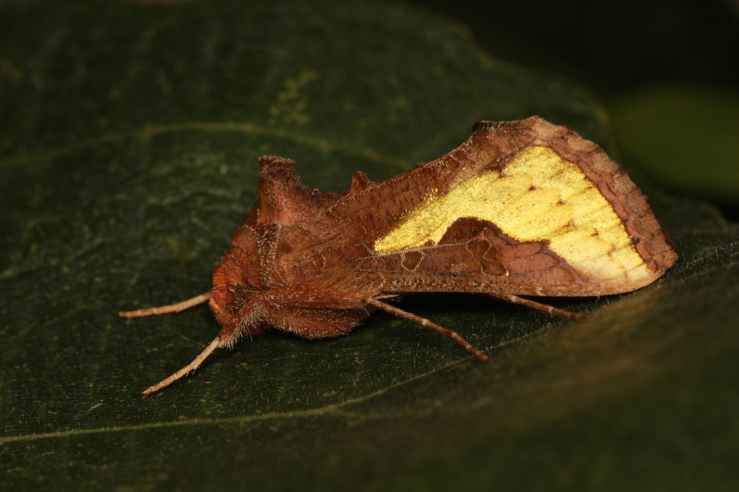 Thysanoplusia orichalcea (Fabricius, 1775) - Noctuidae
