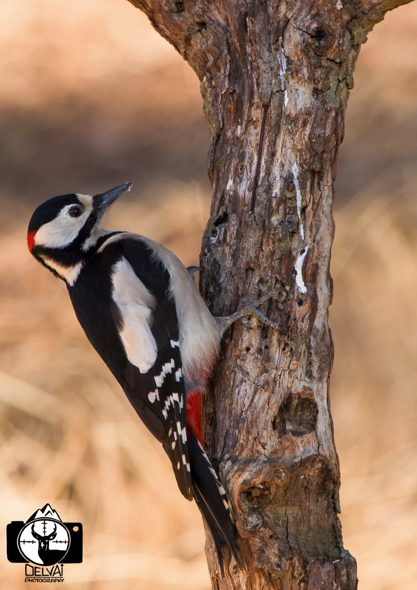 Picchio rosso maggiore...
