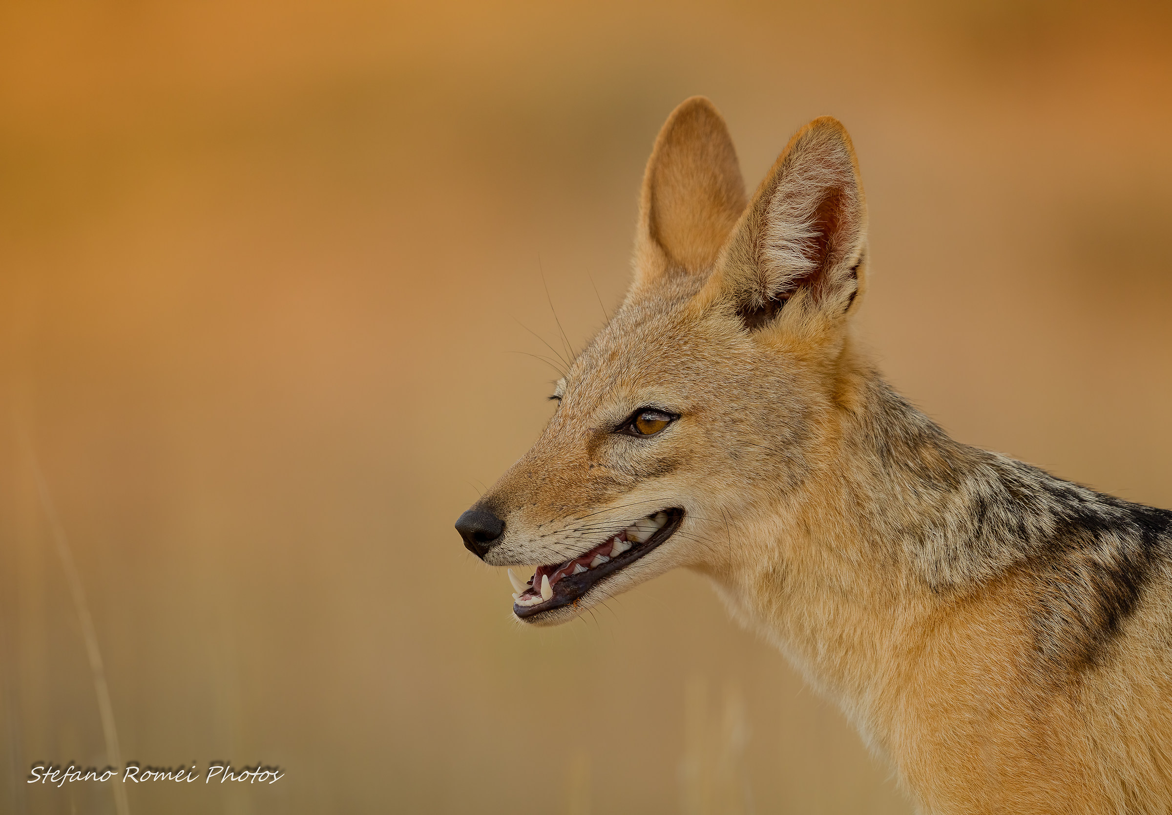 l'ora dello sciacallo