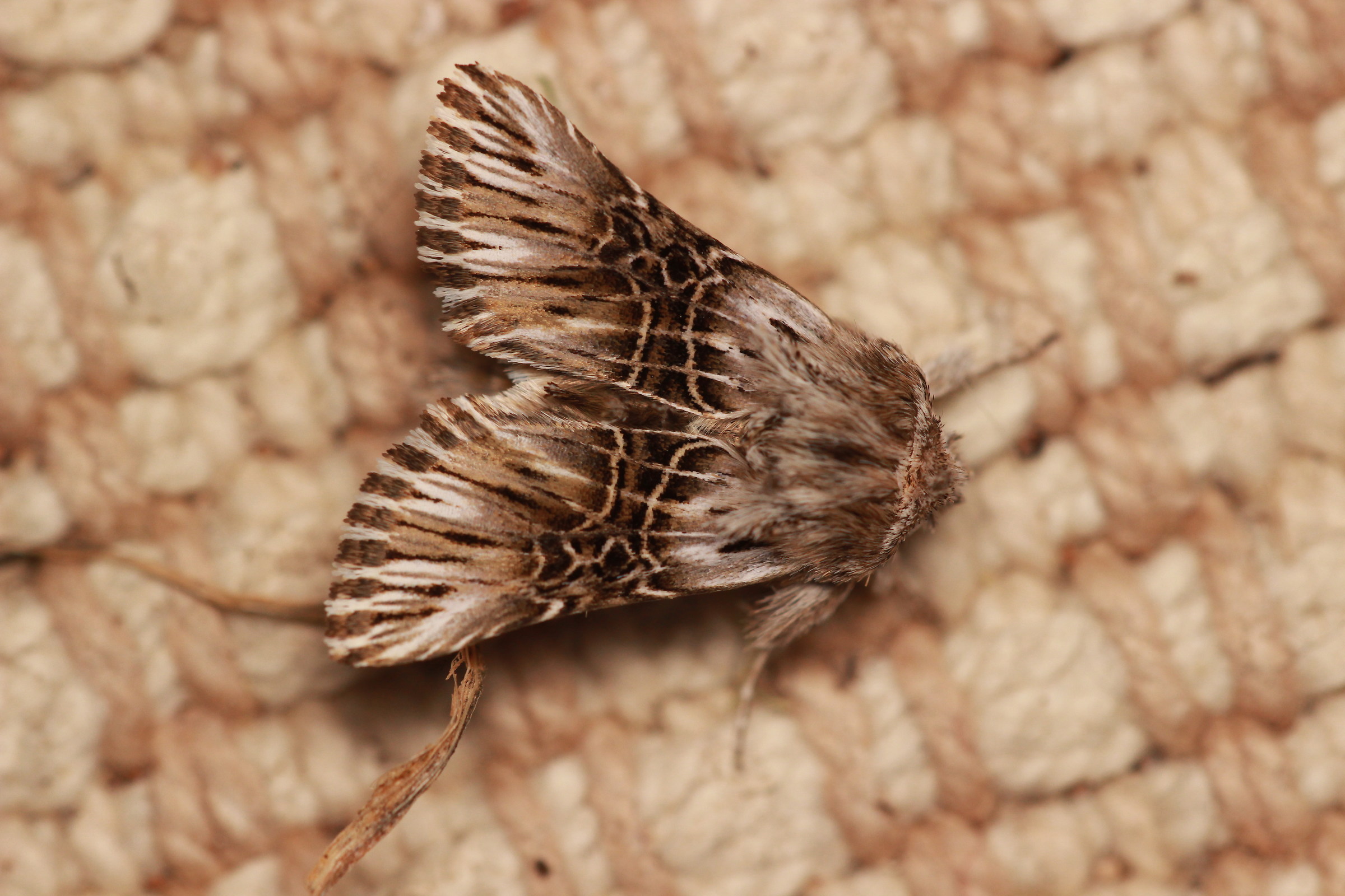 Omphalophana serrata (Treitschke, 1835) - Noctuidae