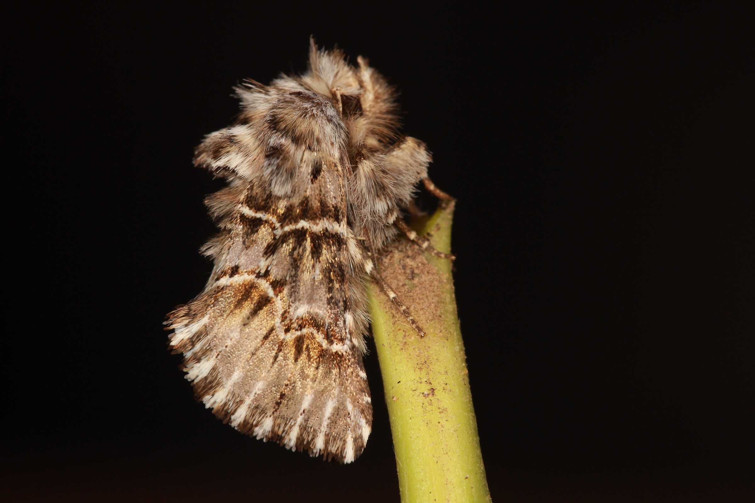 Cleonymia (Cleonymia) baetica (Rambur, [1837]) - Noctui