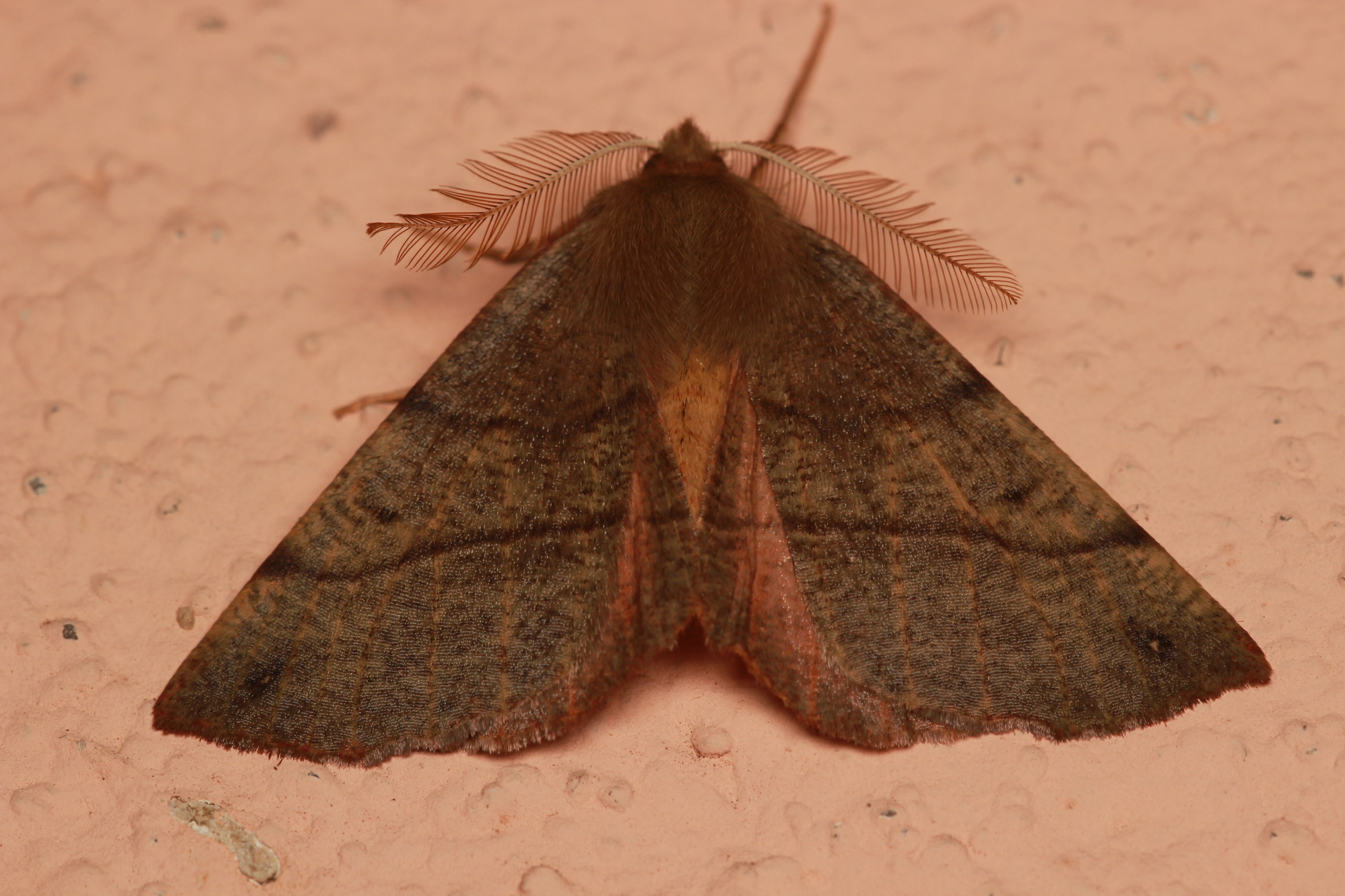 Colotois pennaria (linnaeus, 1761) - Geometridae