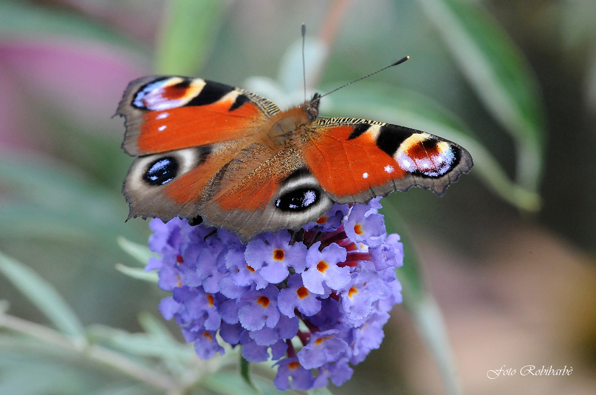 L'occhio del Pavone...