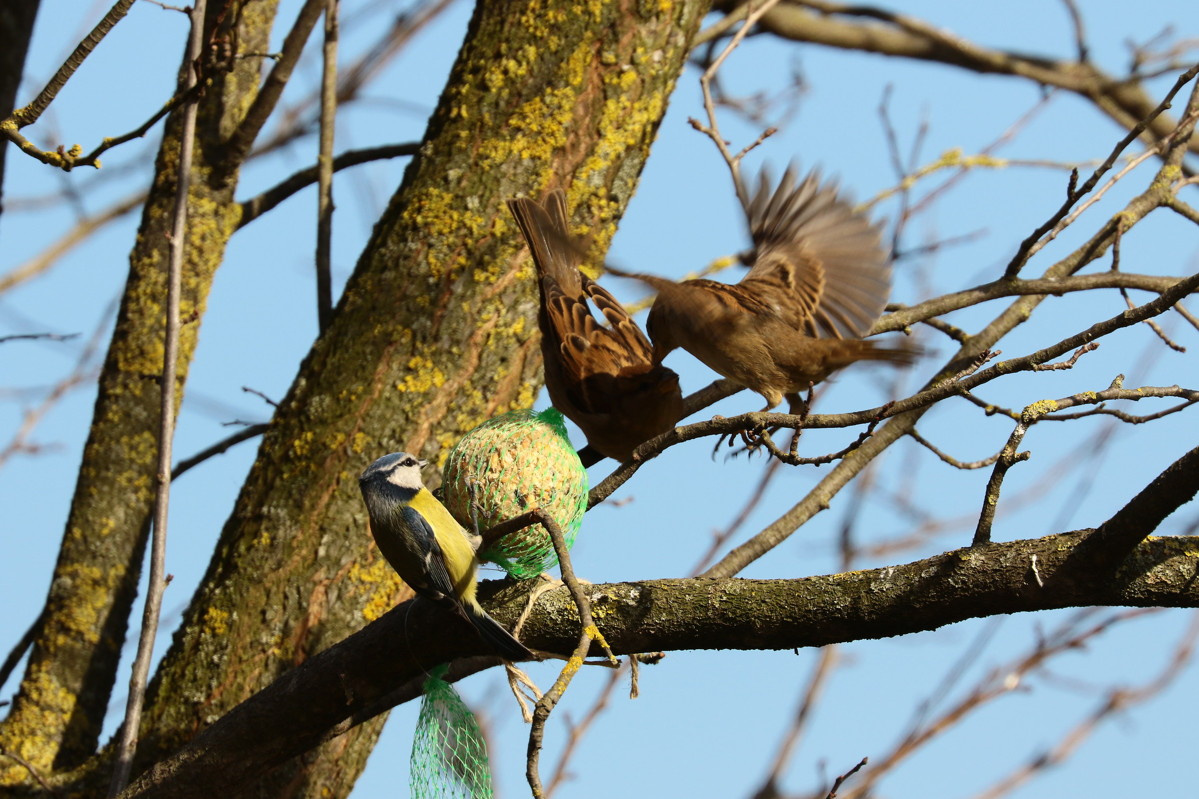 Fra i due litiganti il terzo mangia