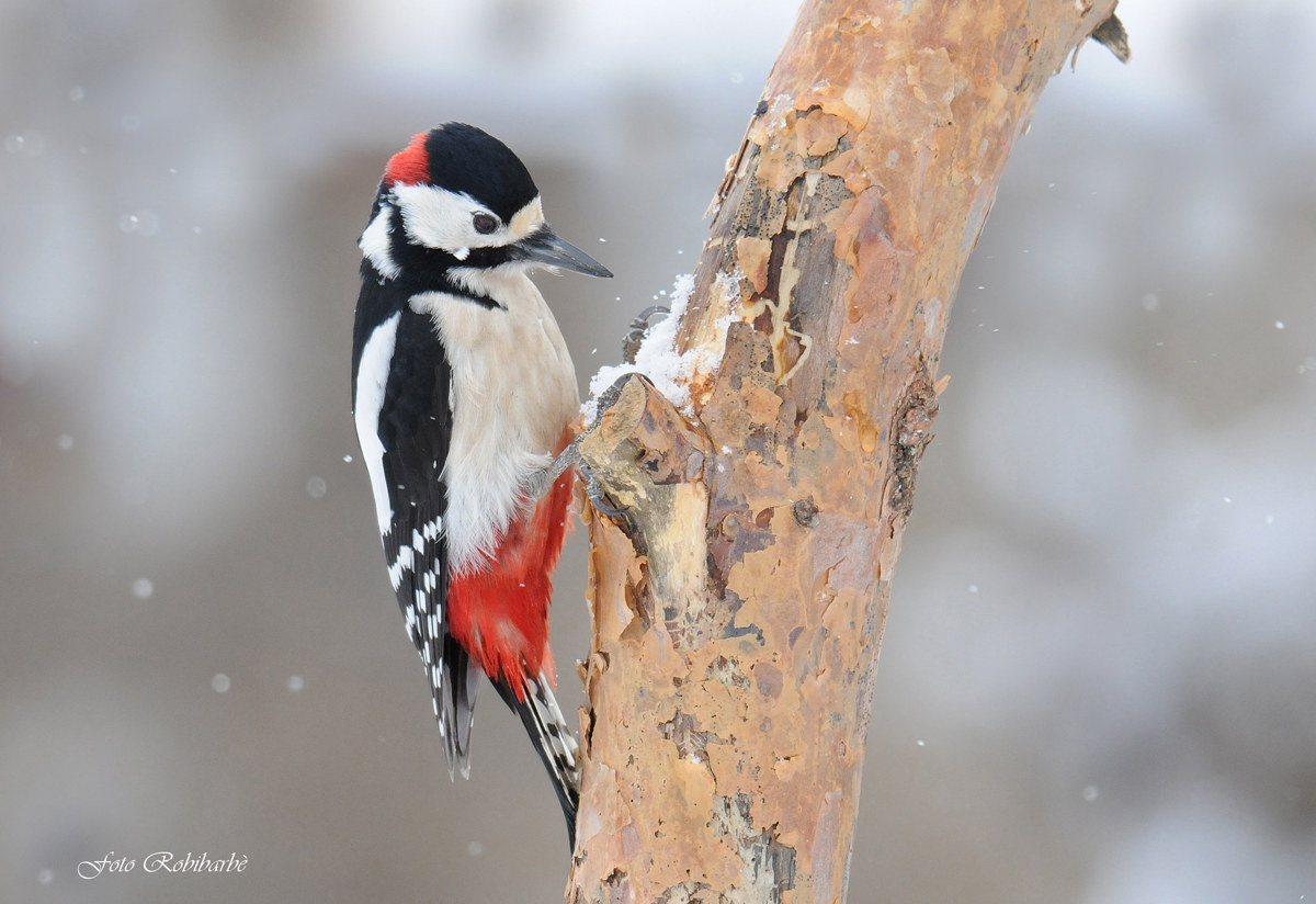Un bianco... Rosso Maggiore...
