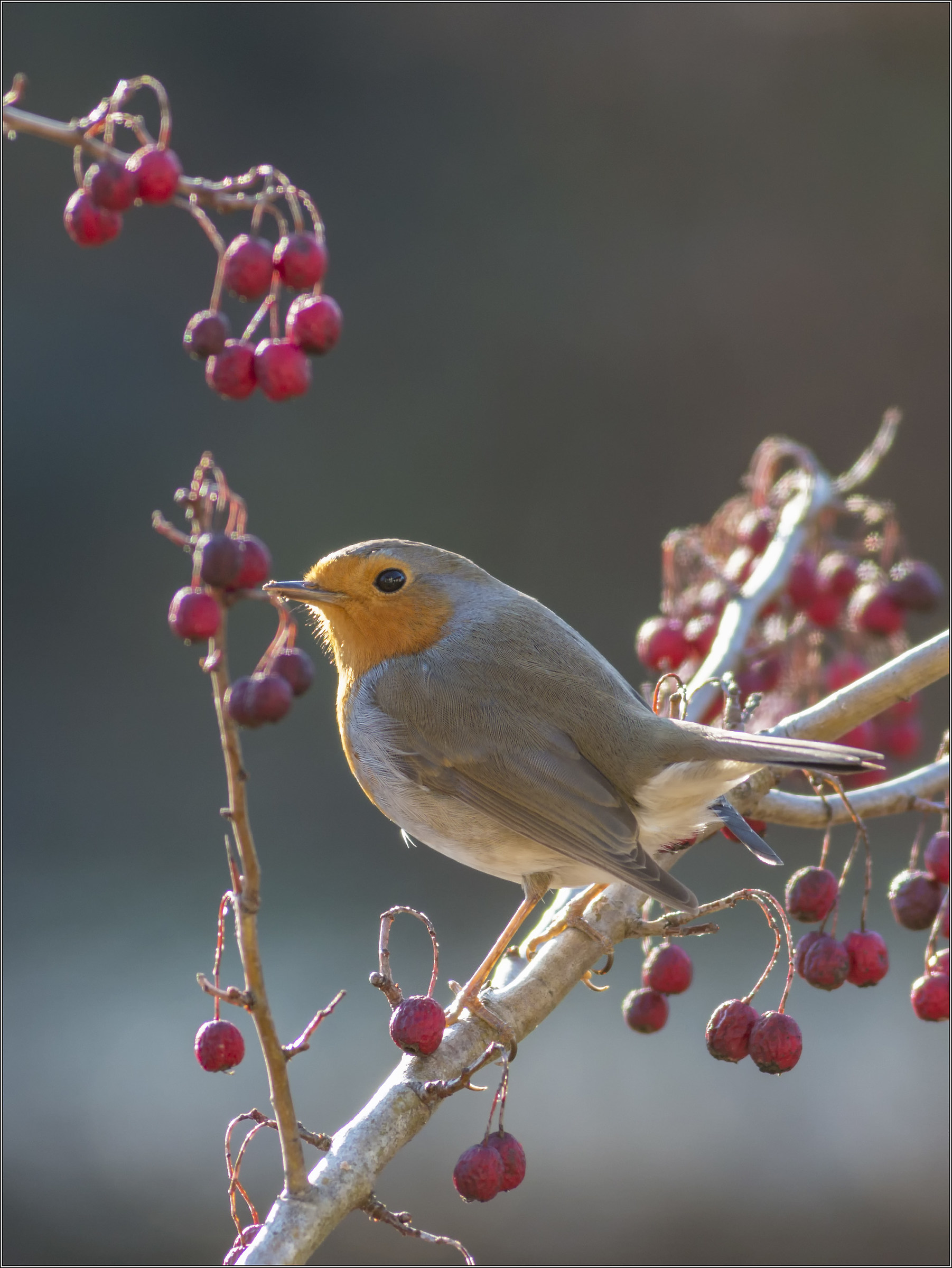 robin on hawthorn