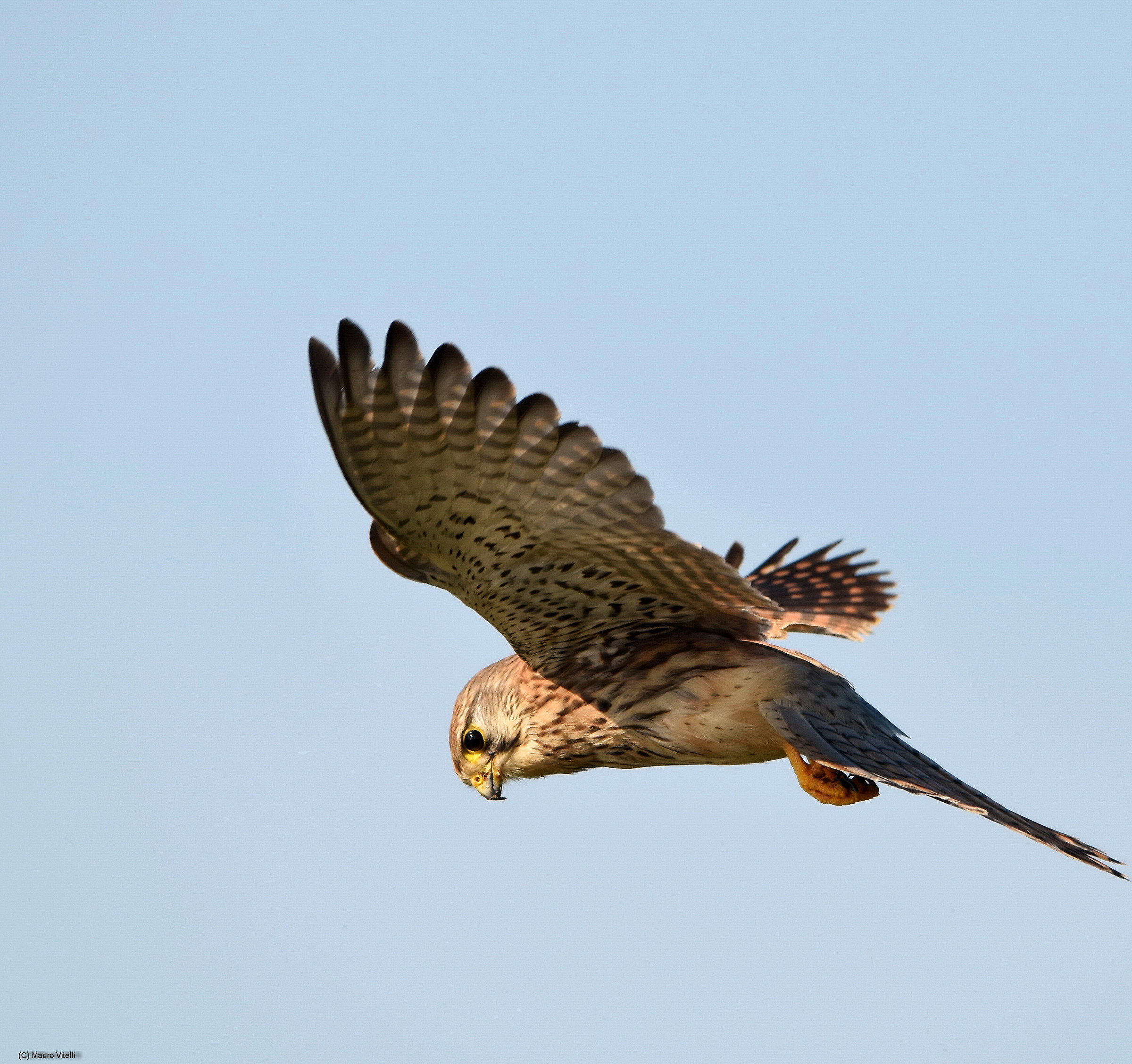 Kestrels hunting