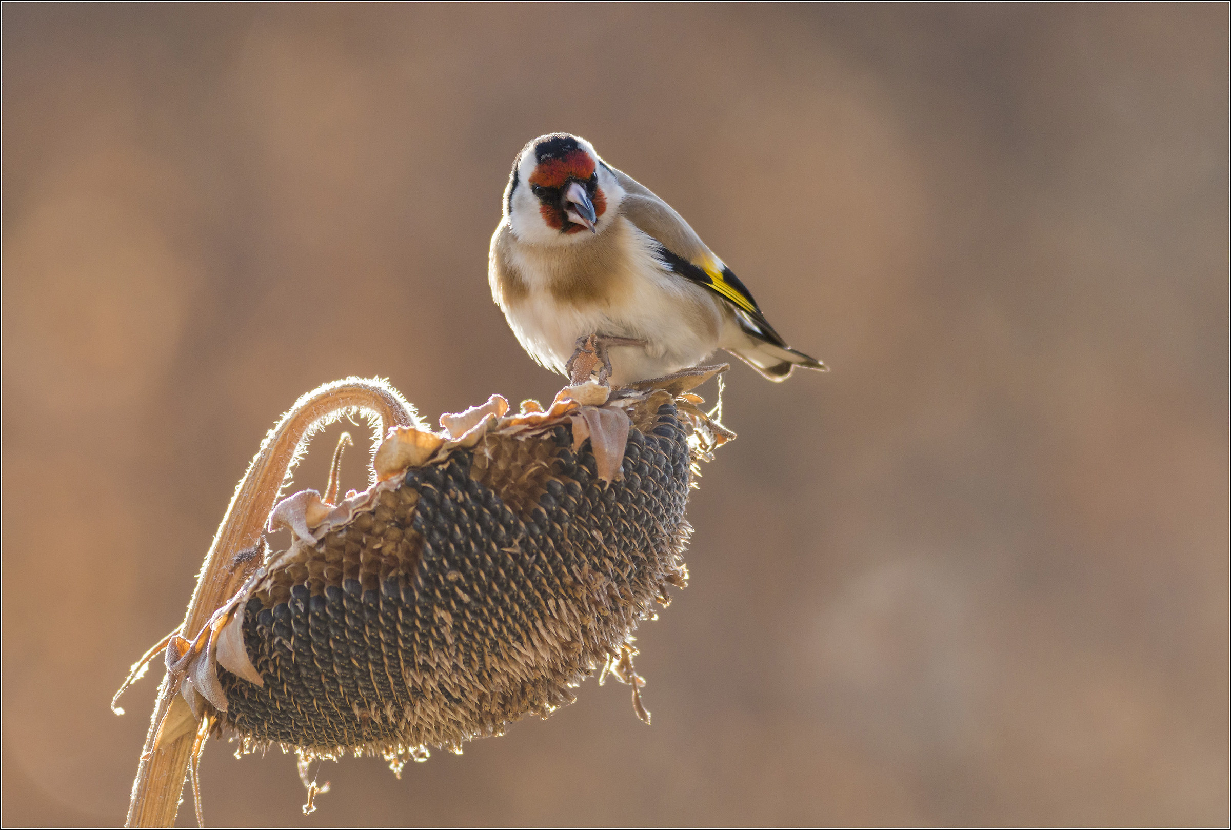 Goldfinch and Sunflower
