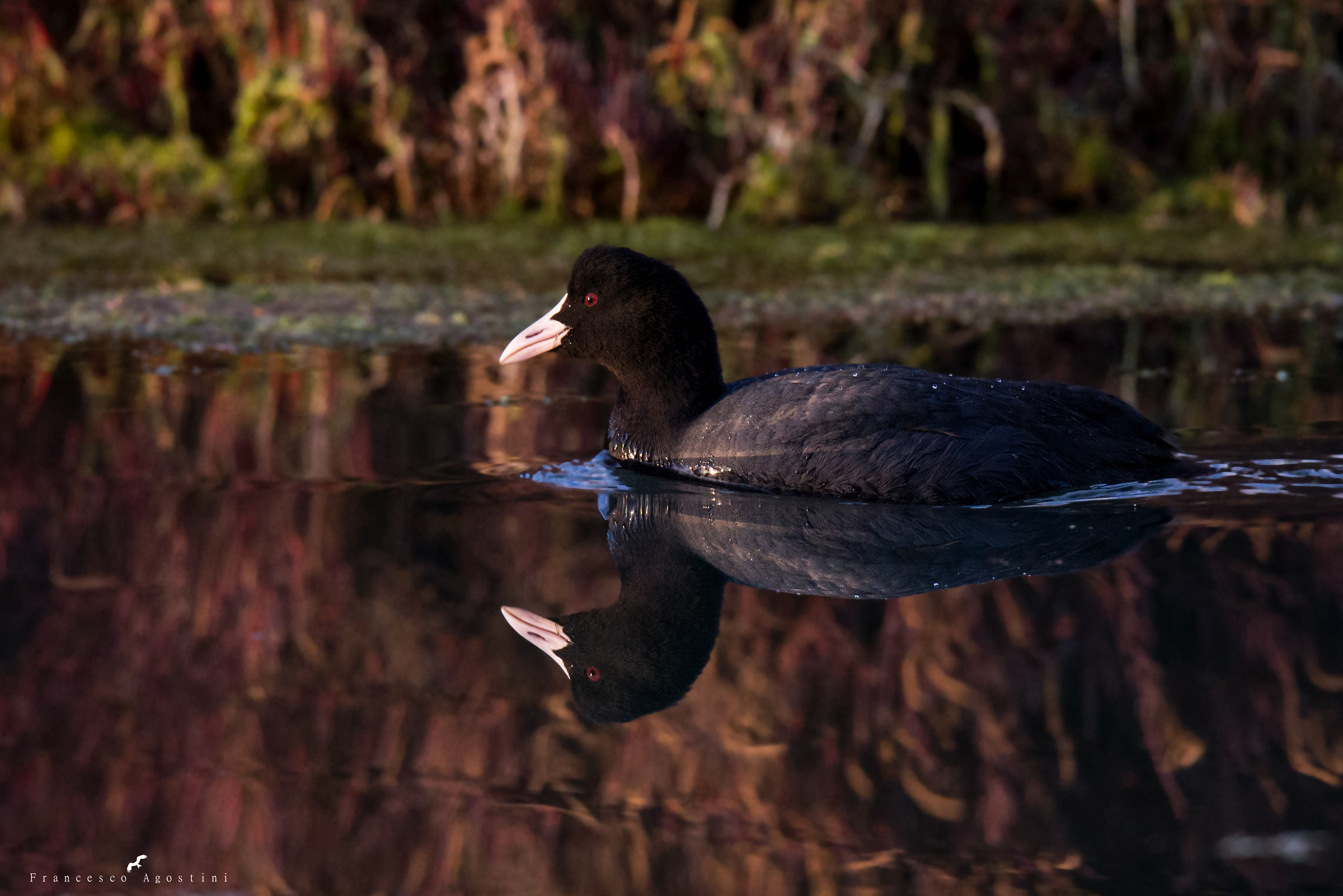 Folaga sul far della sera