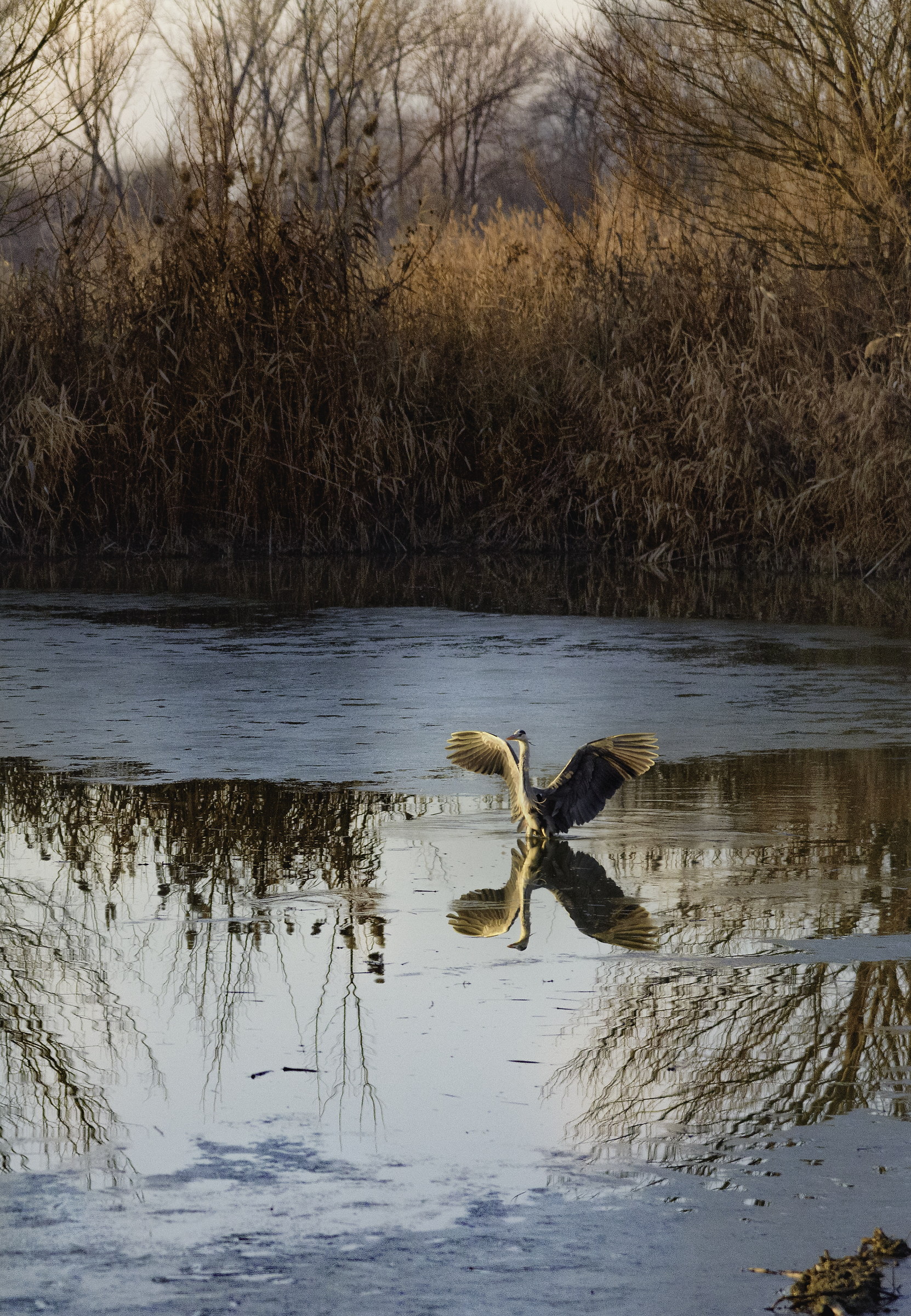 Leggiadro come un angelo