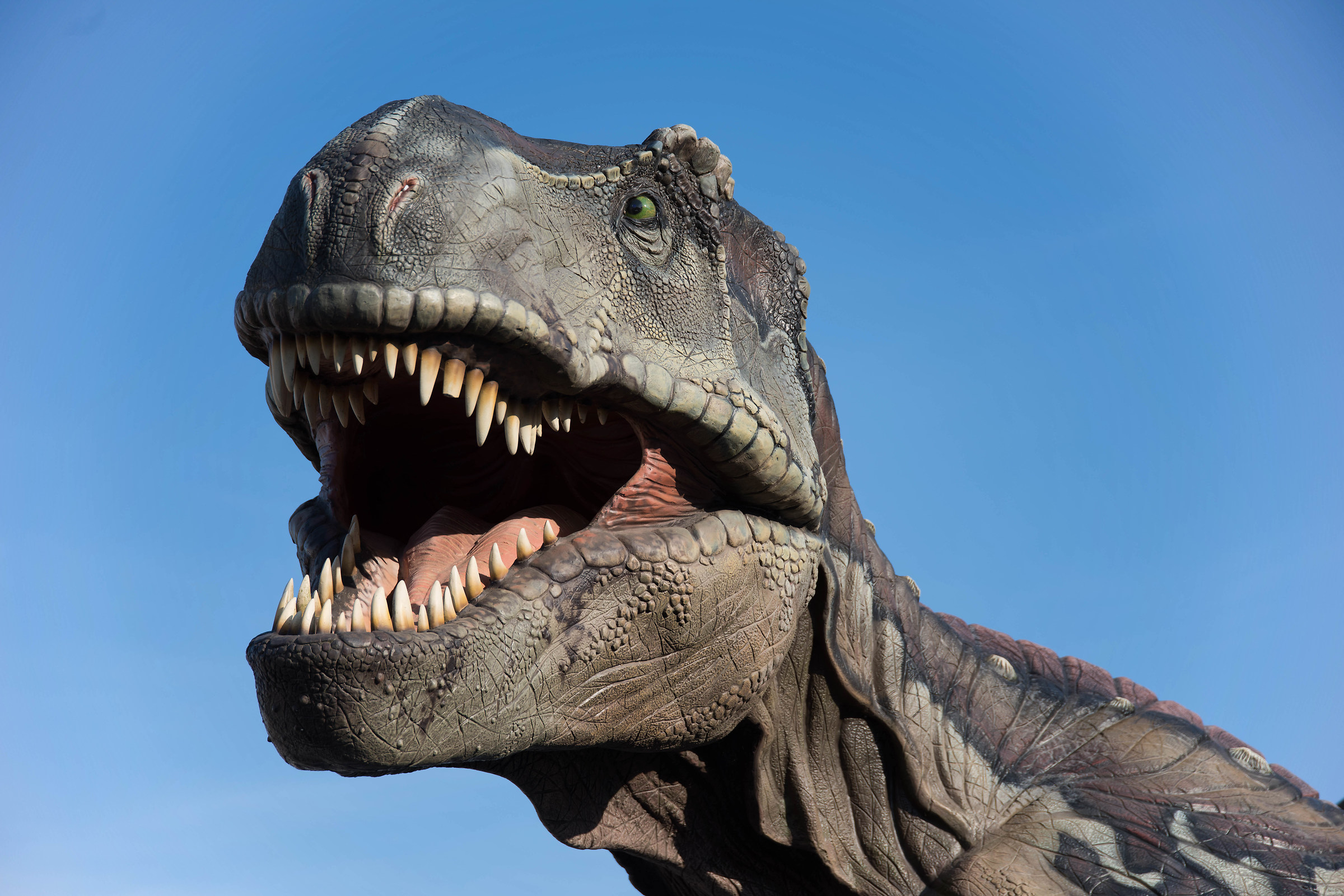 Close-up of t-rex