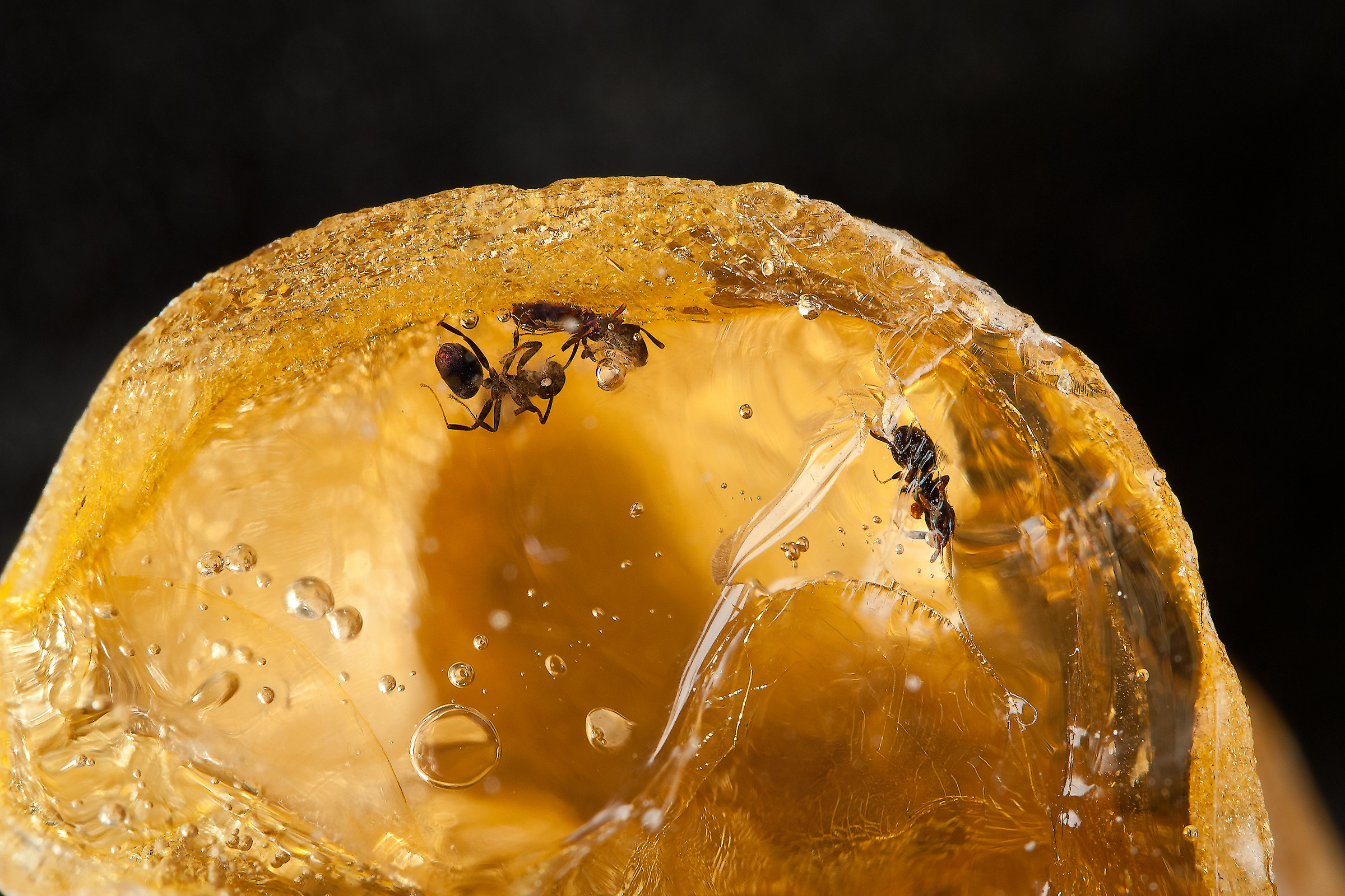 Copal with insects - Madagascar