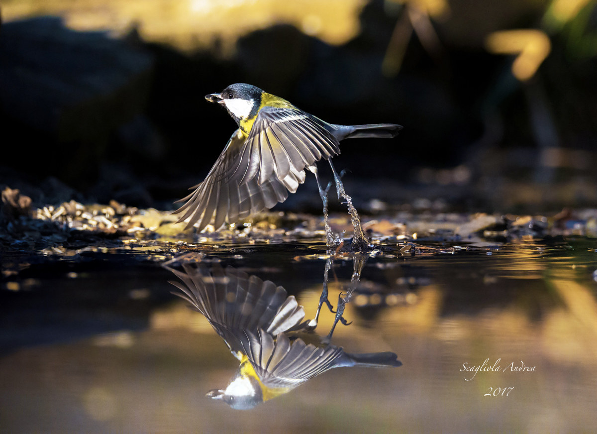 Cinciallegra spicca volo