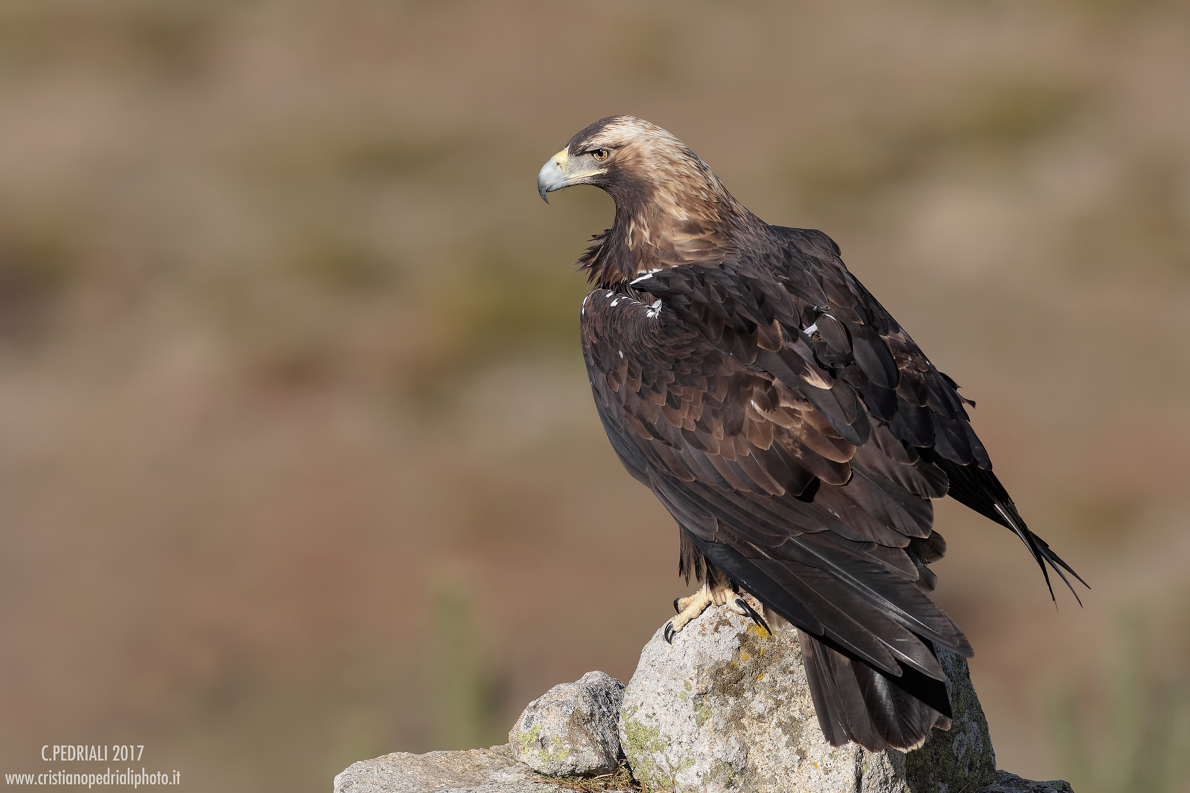 Aquila Imperiale Spagnola