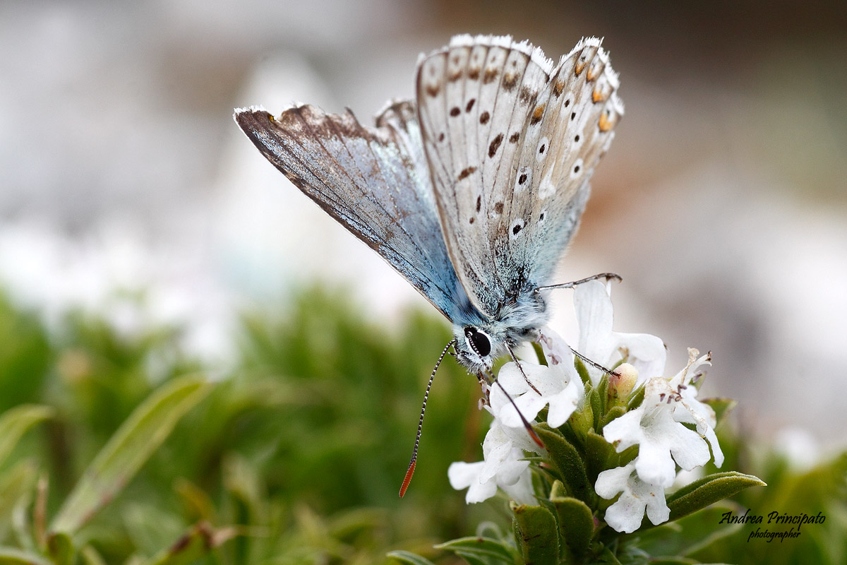 Polyommatus coridon