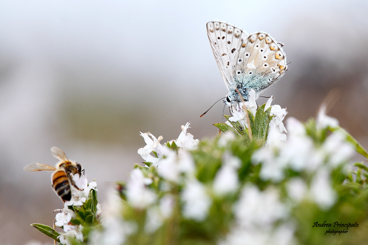Polyommatus coridon
