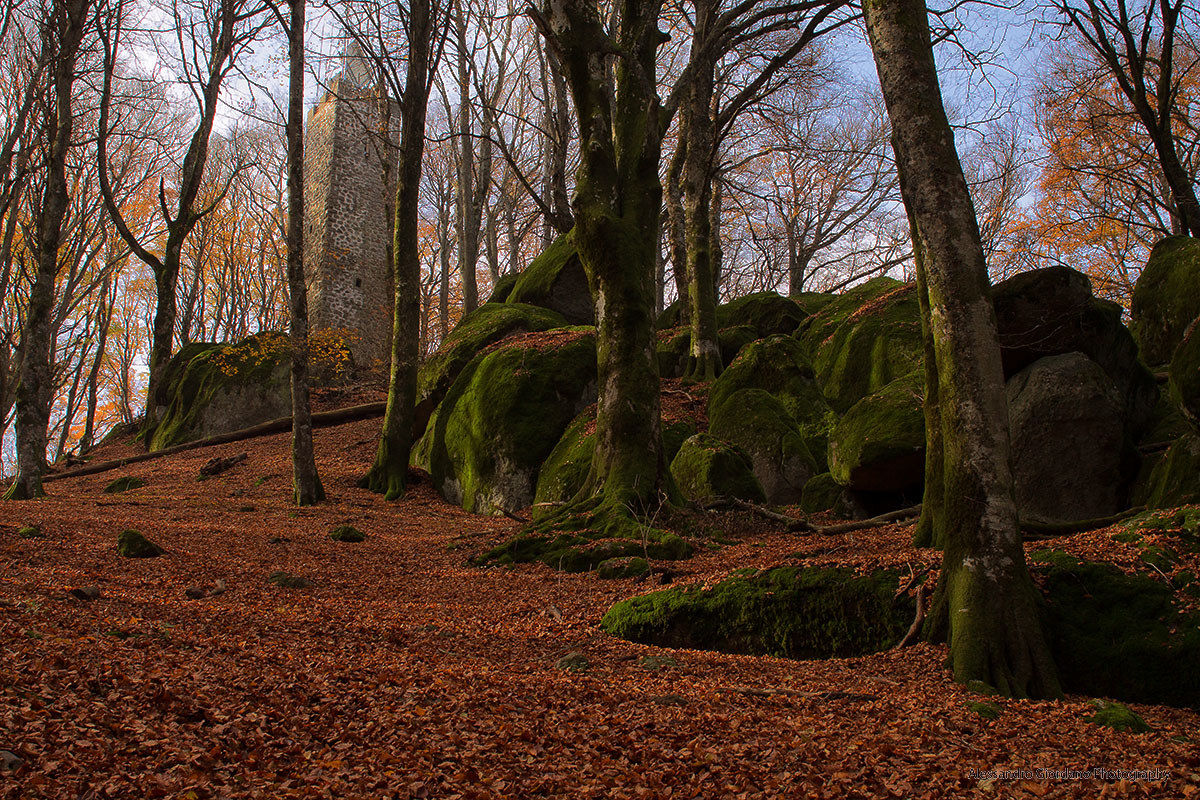 La torre nel profondo del bosco