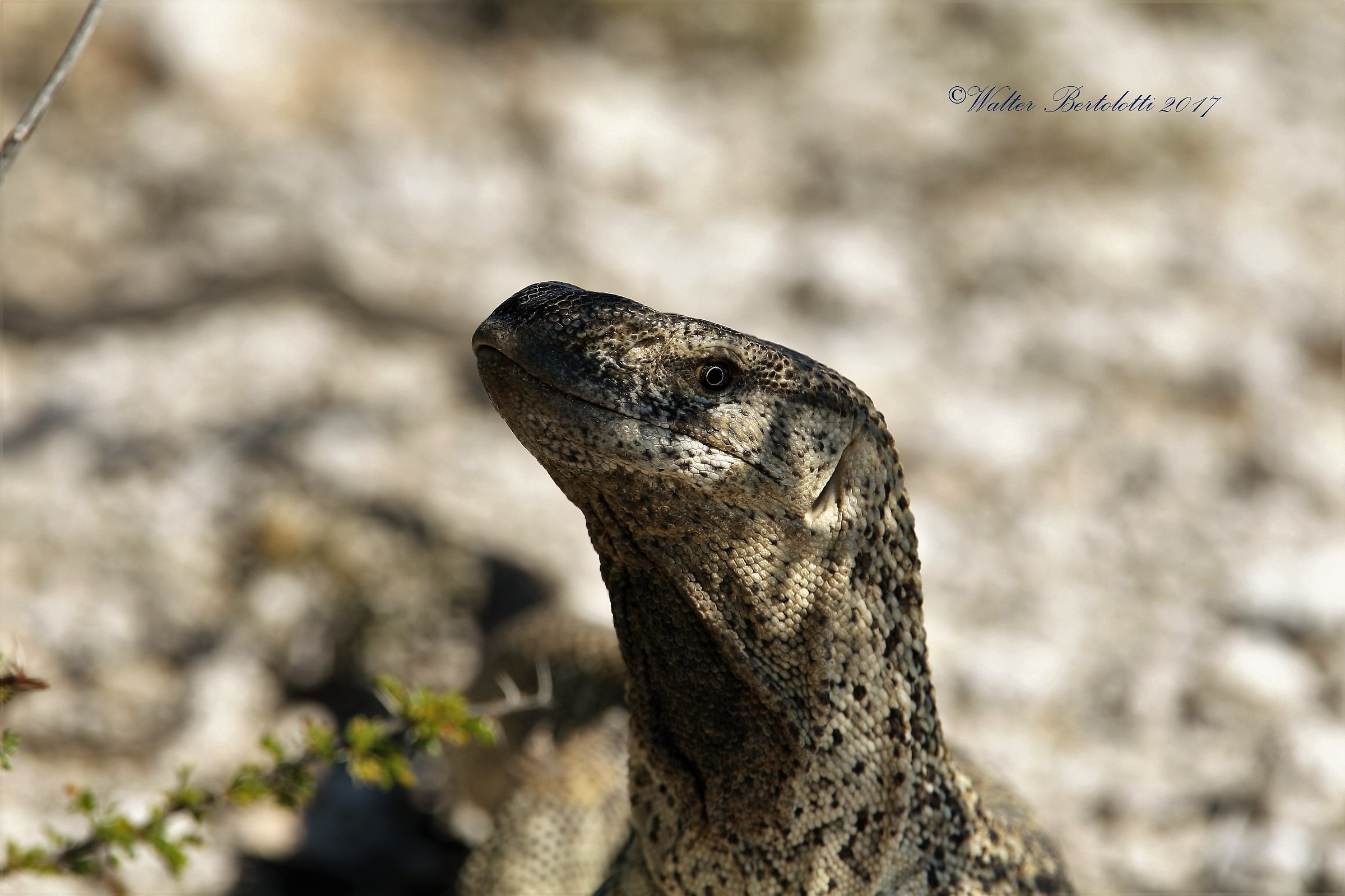 close-up of lizard