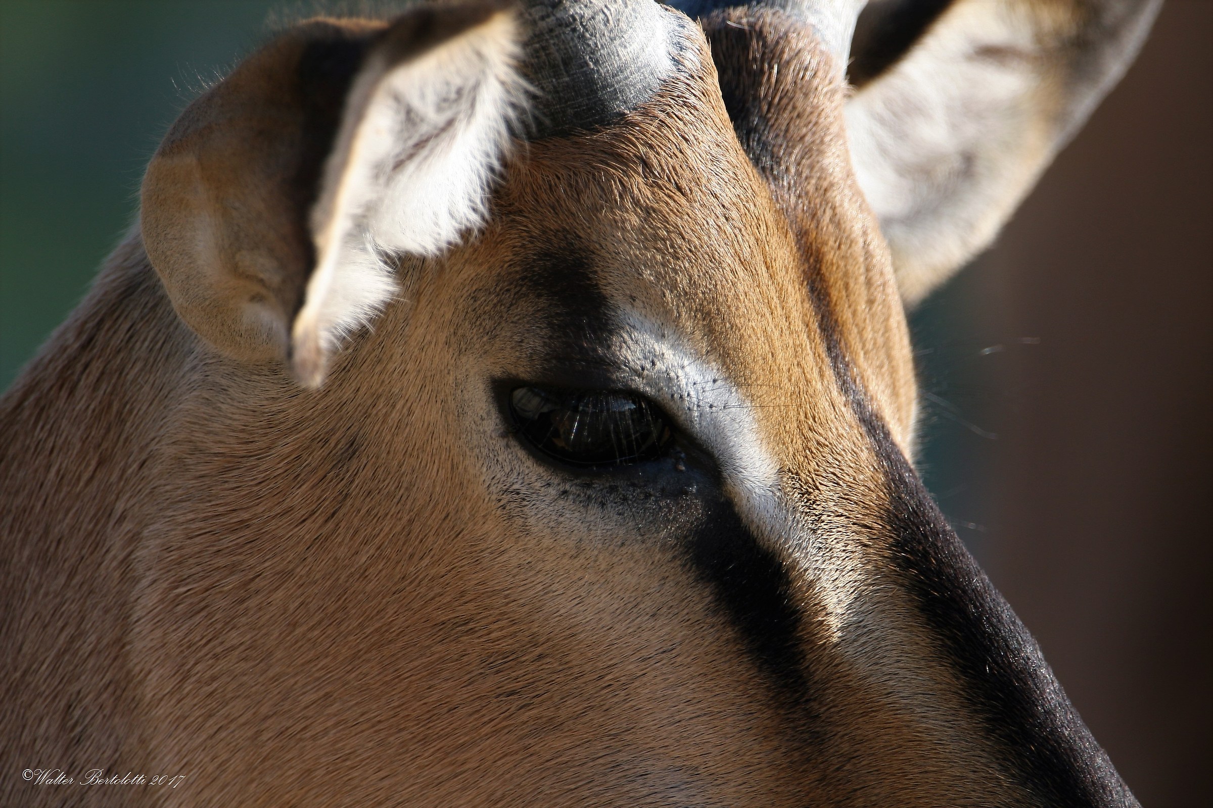 black-faced impala