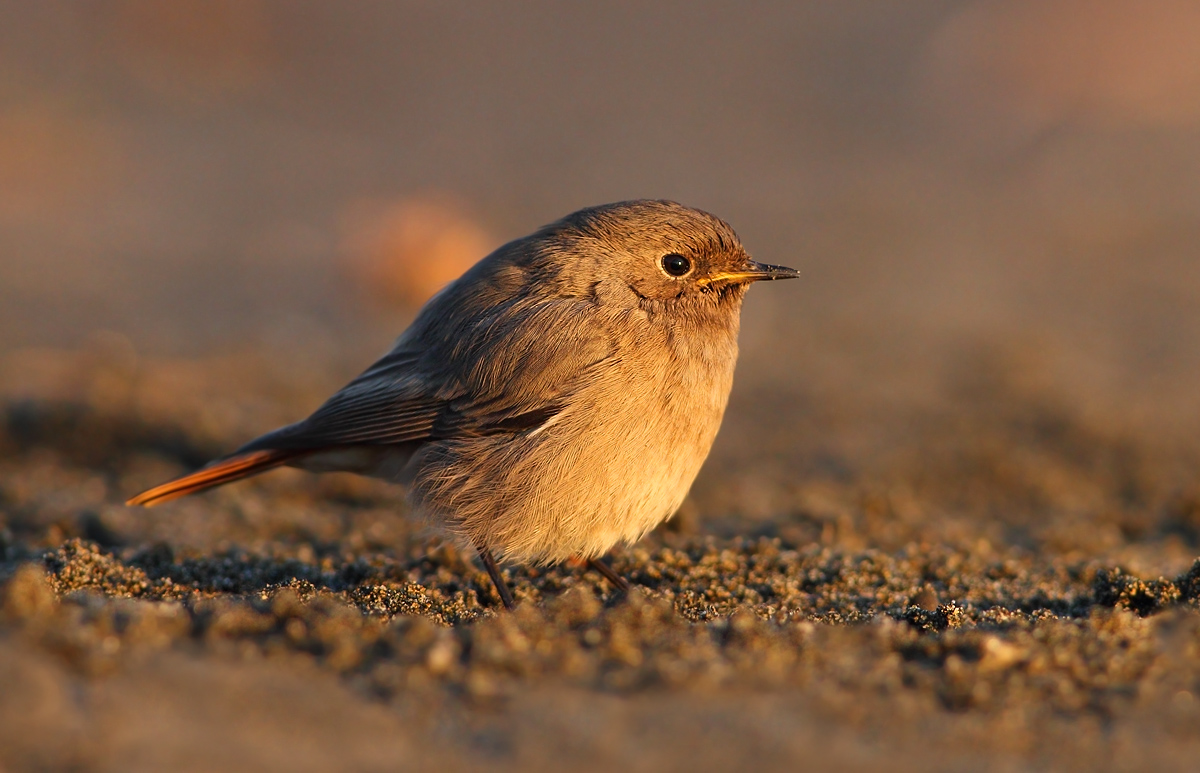 black redstart