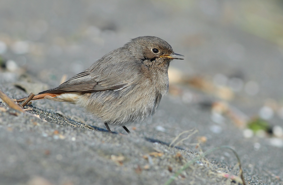 black redstart