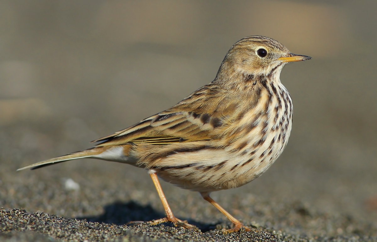 pipit